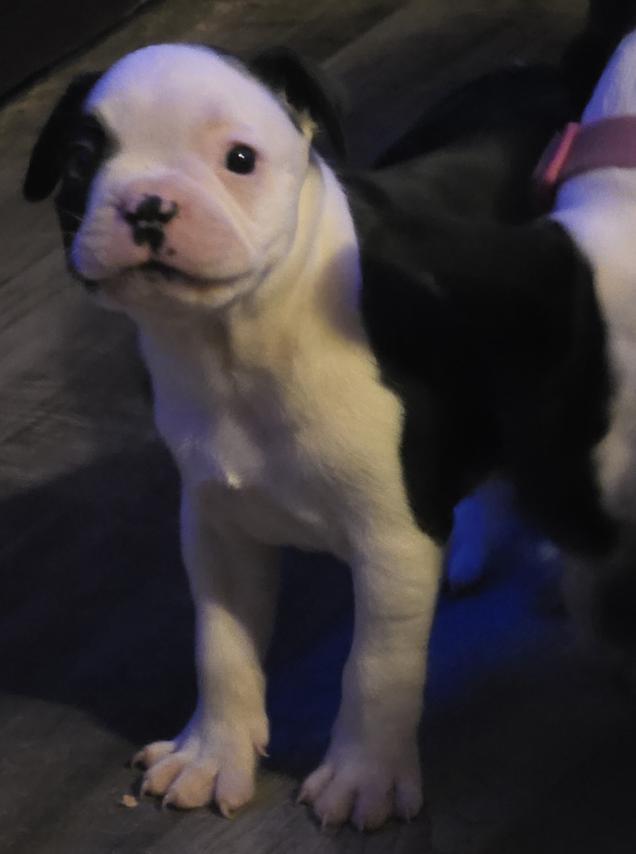 Boston Terriers image 1