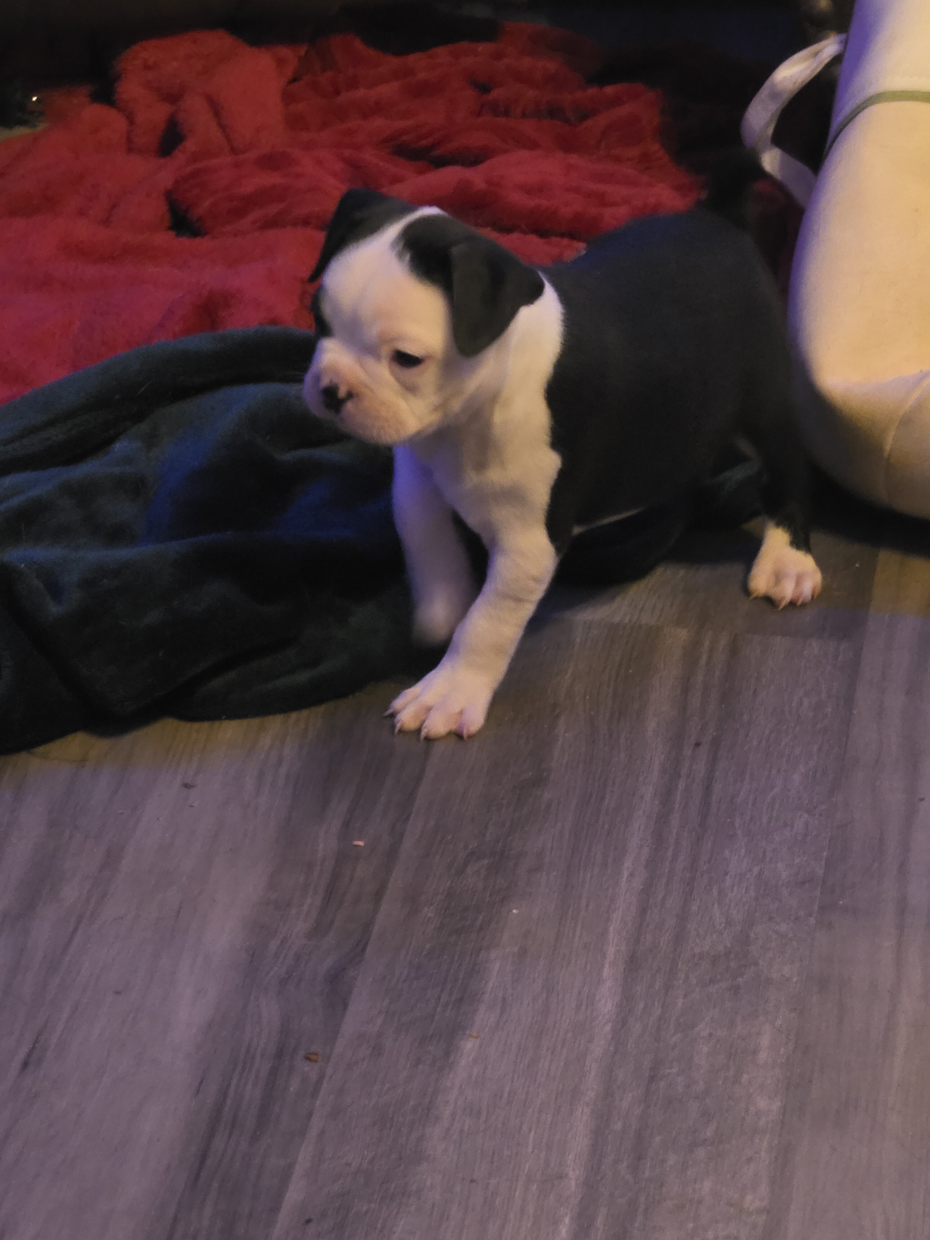 Boston Terriers image 2