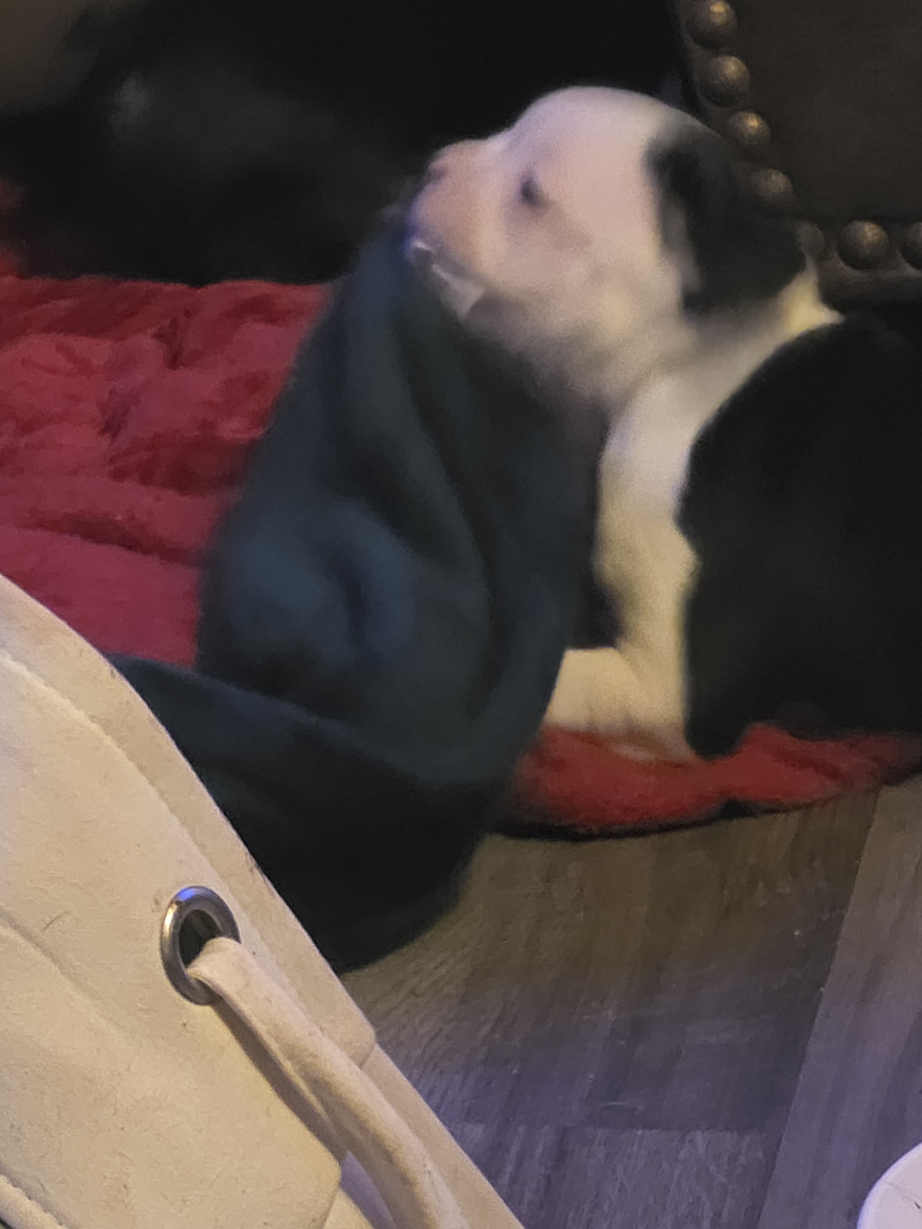 Boston Terriers image 4