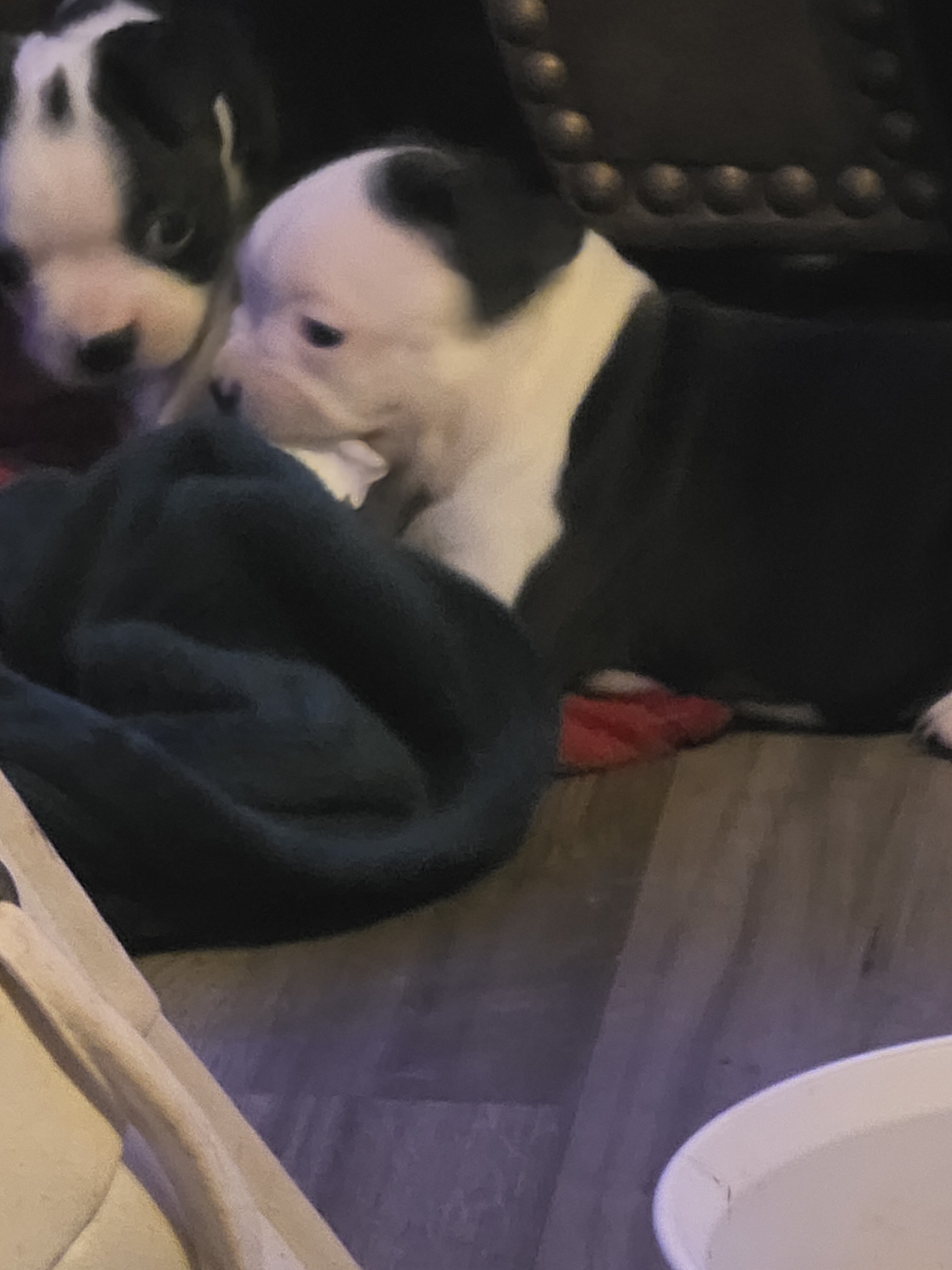 Boston Terriers image 3