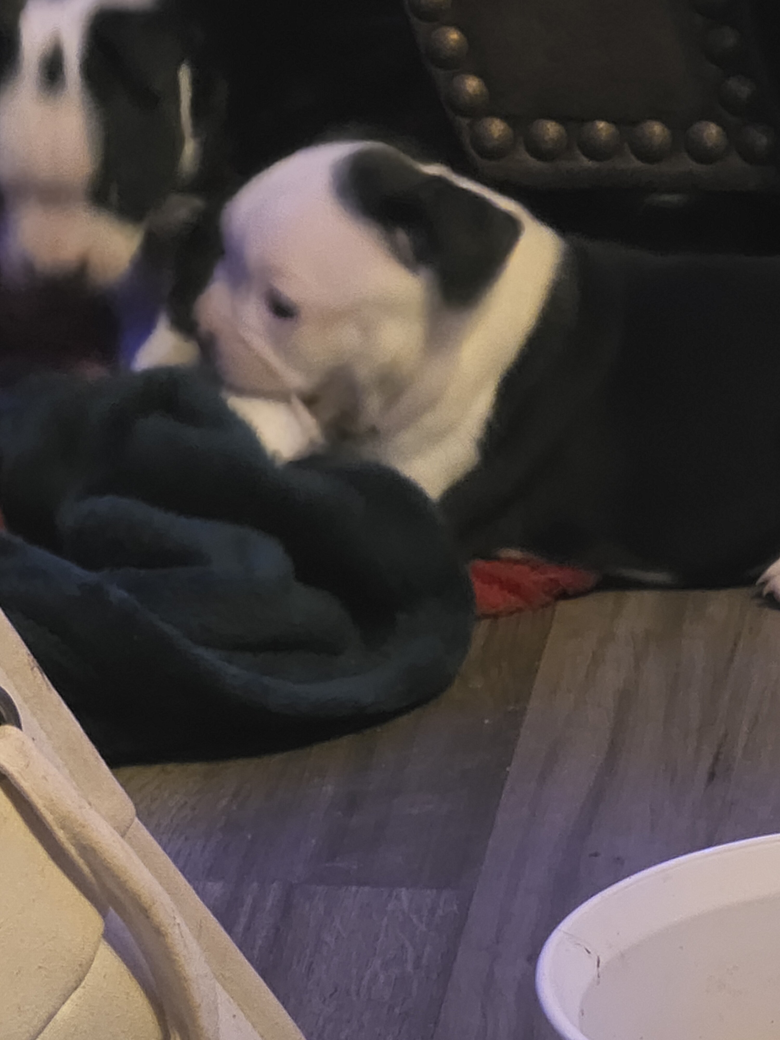 Boston Terriers image 5