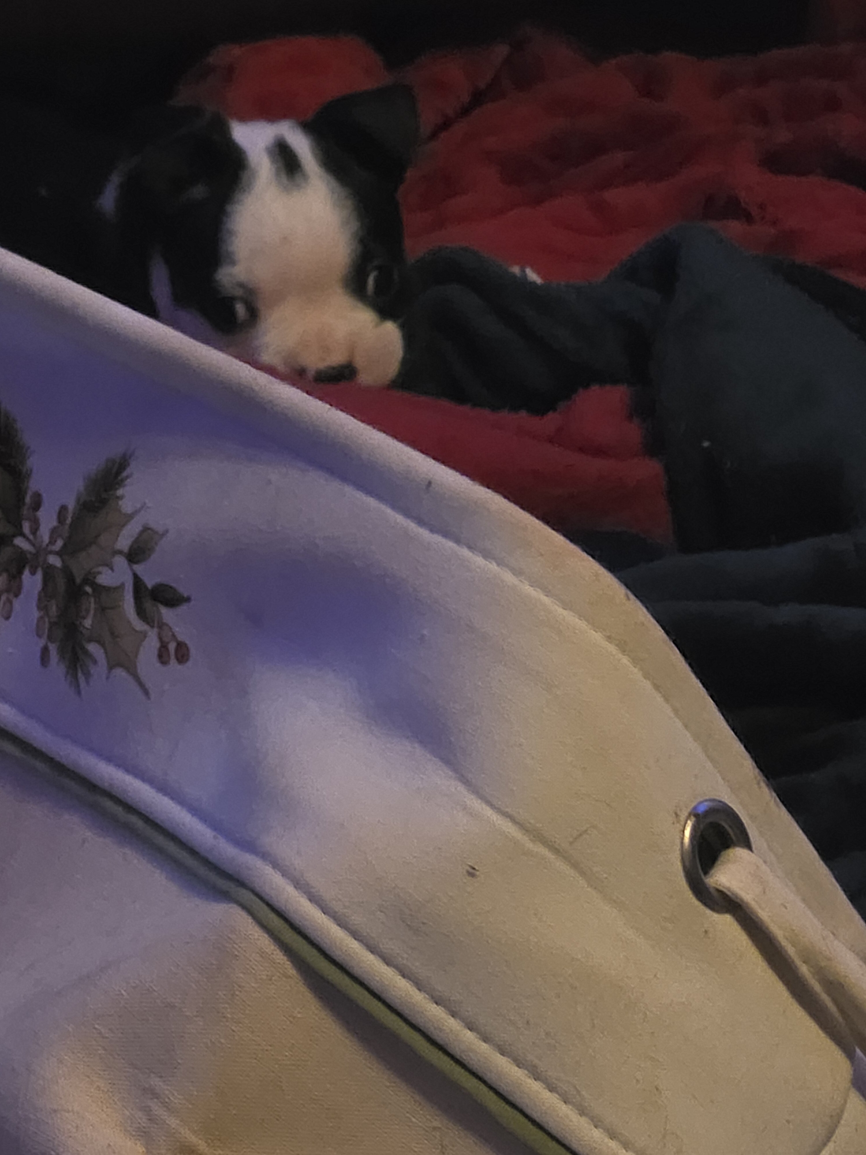 Boston Terriers image 6