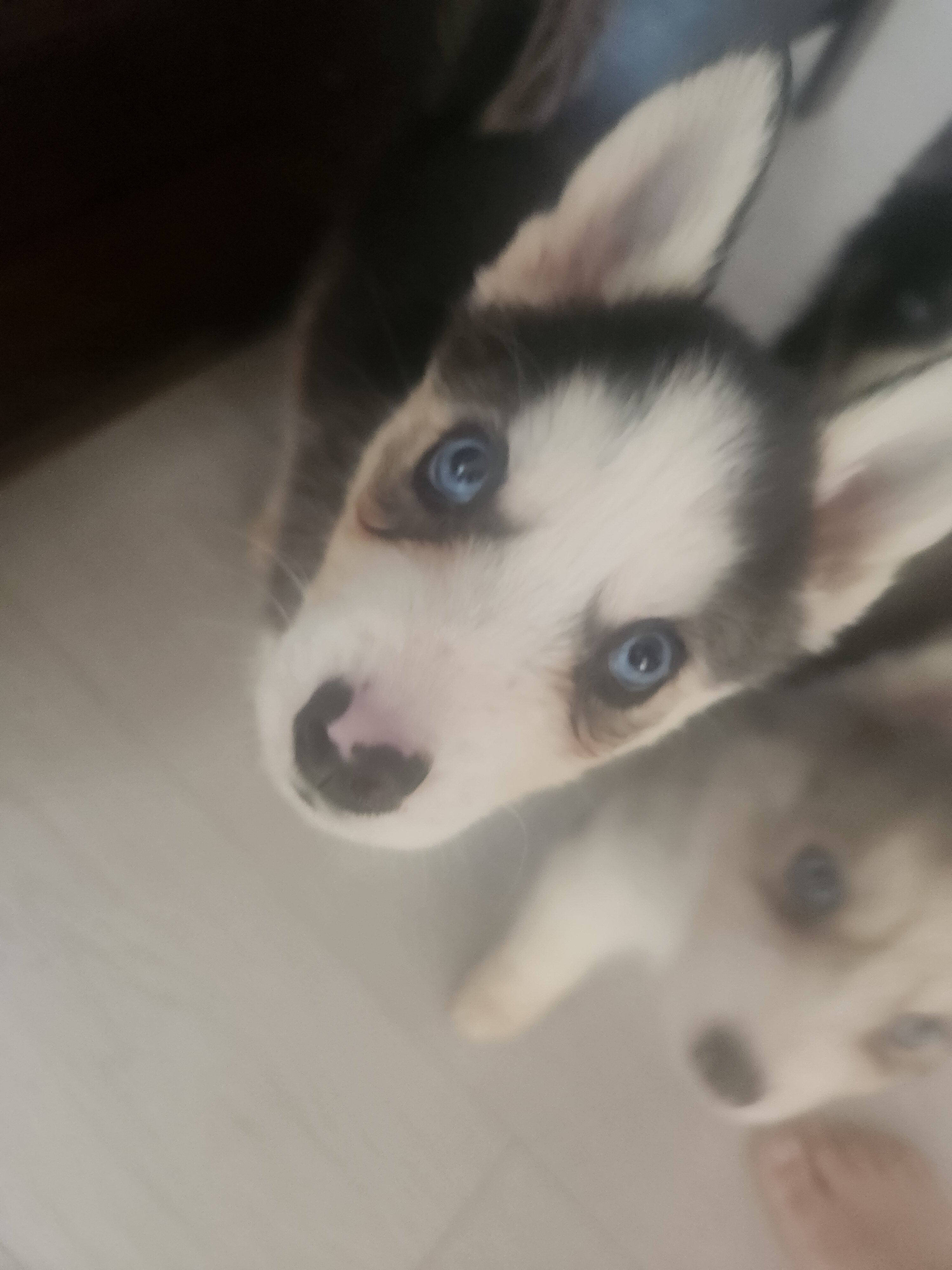 Siberian huskies image 3