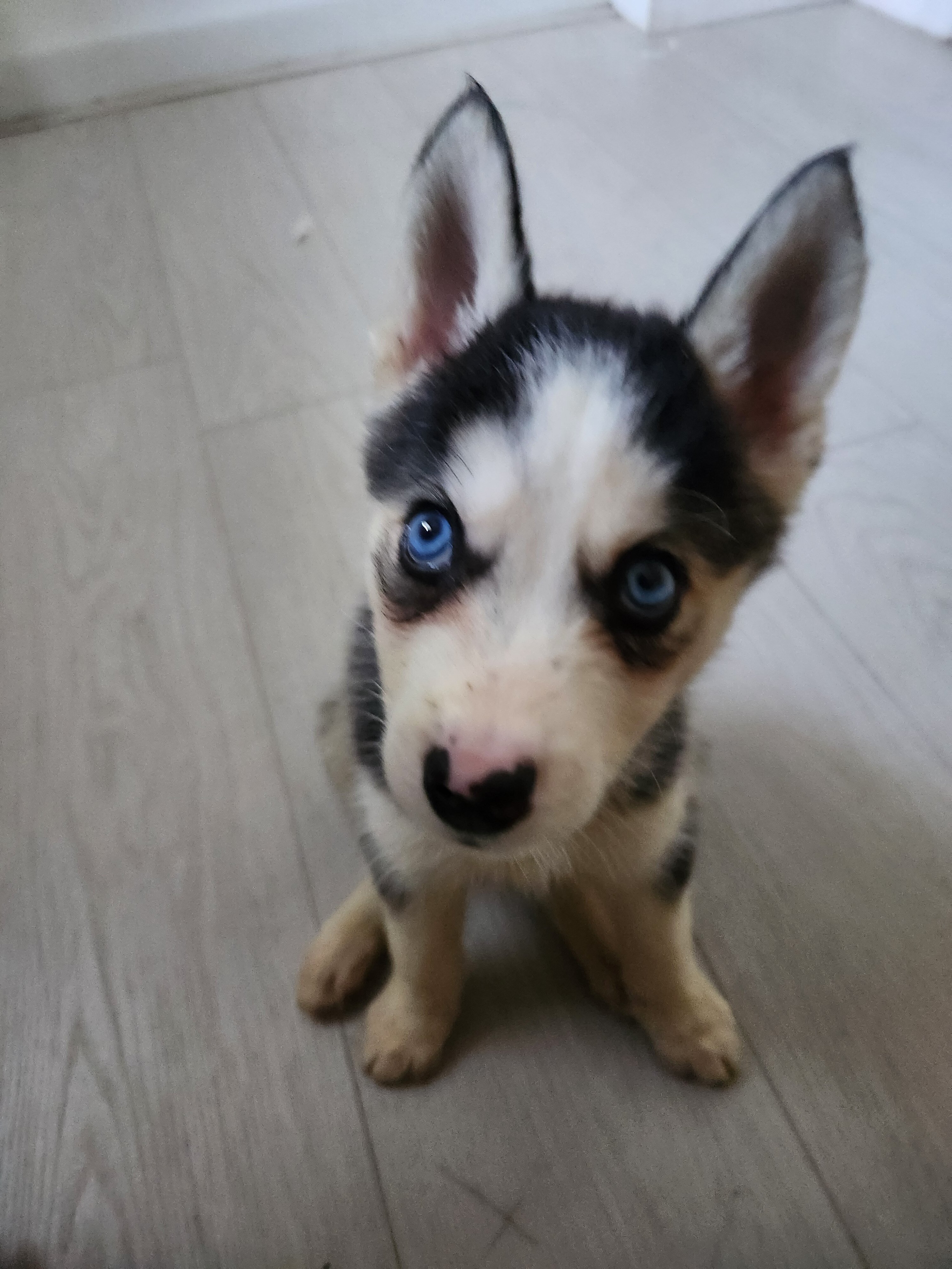 Siberian huskies image 1