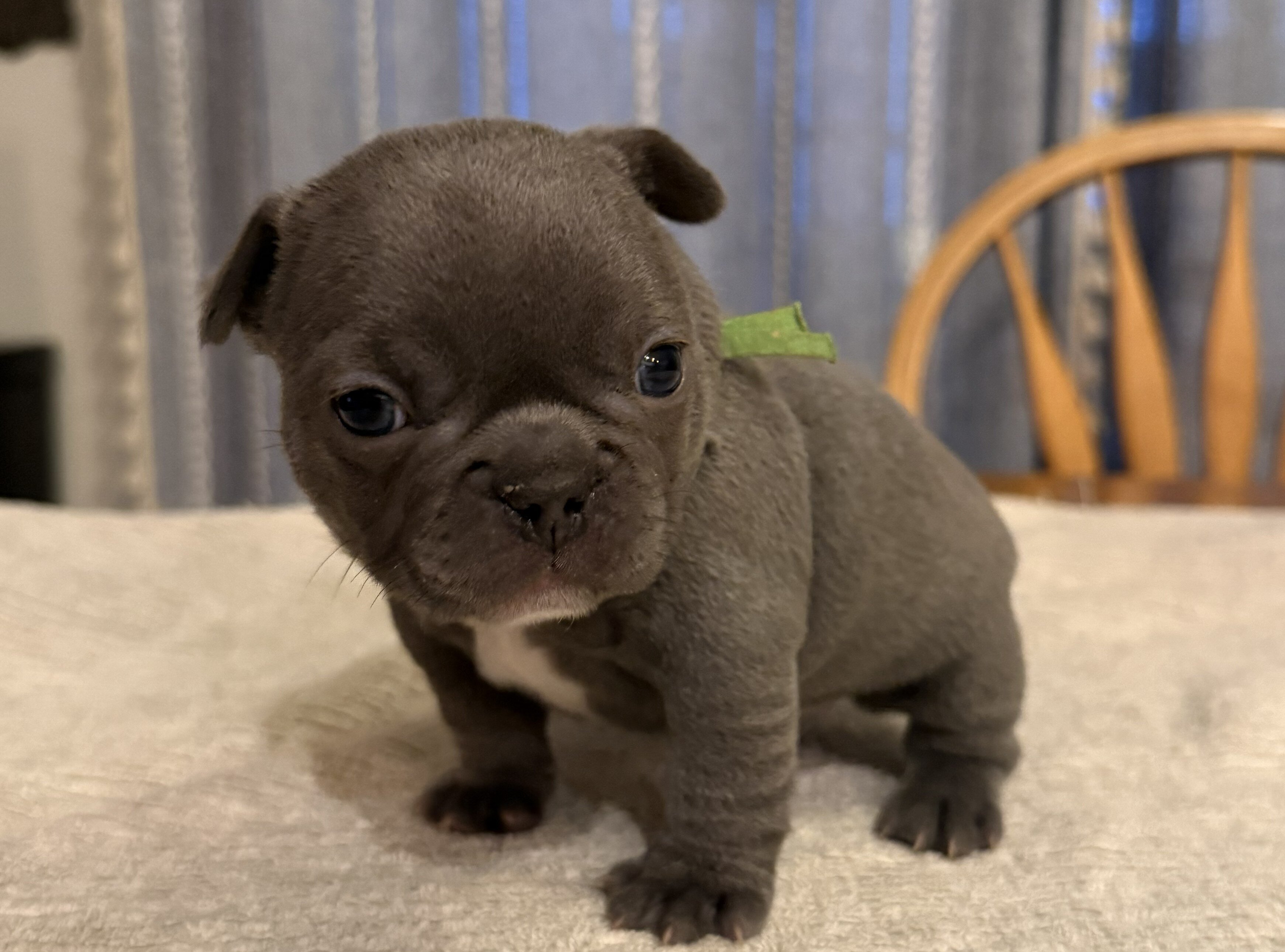 Female French Bull Dog - BLUEY image 1