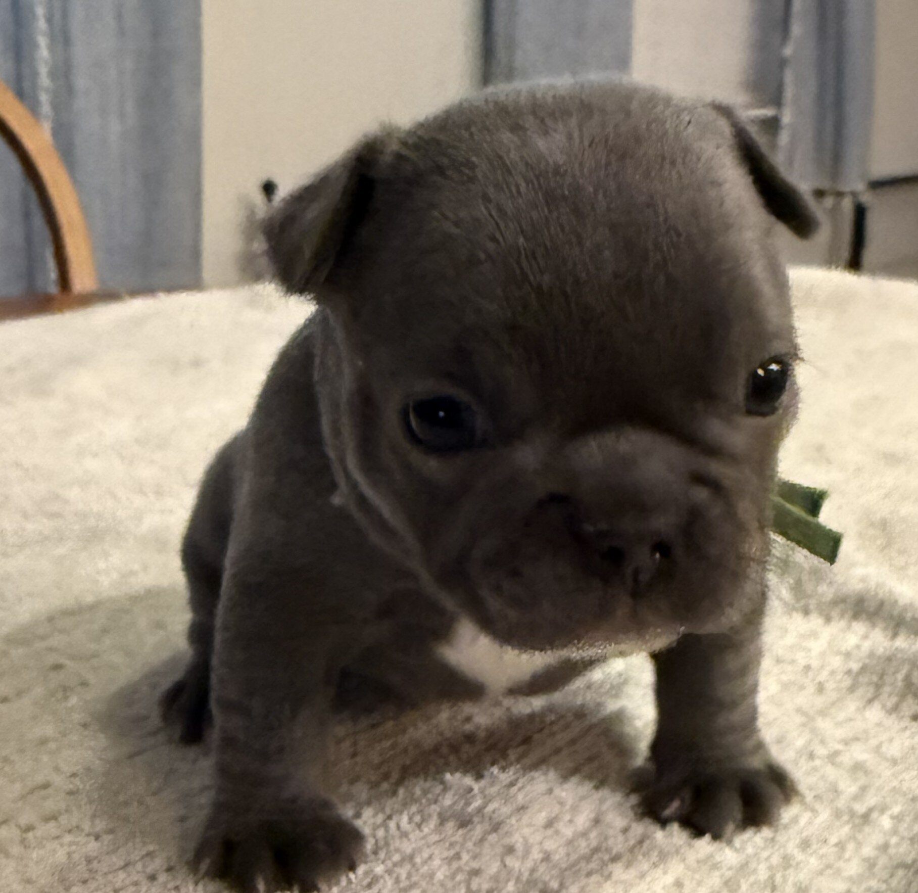 Female French Bull Dog - BLUEY image 2