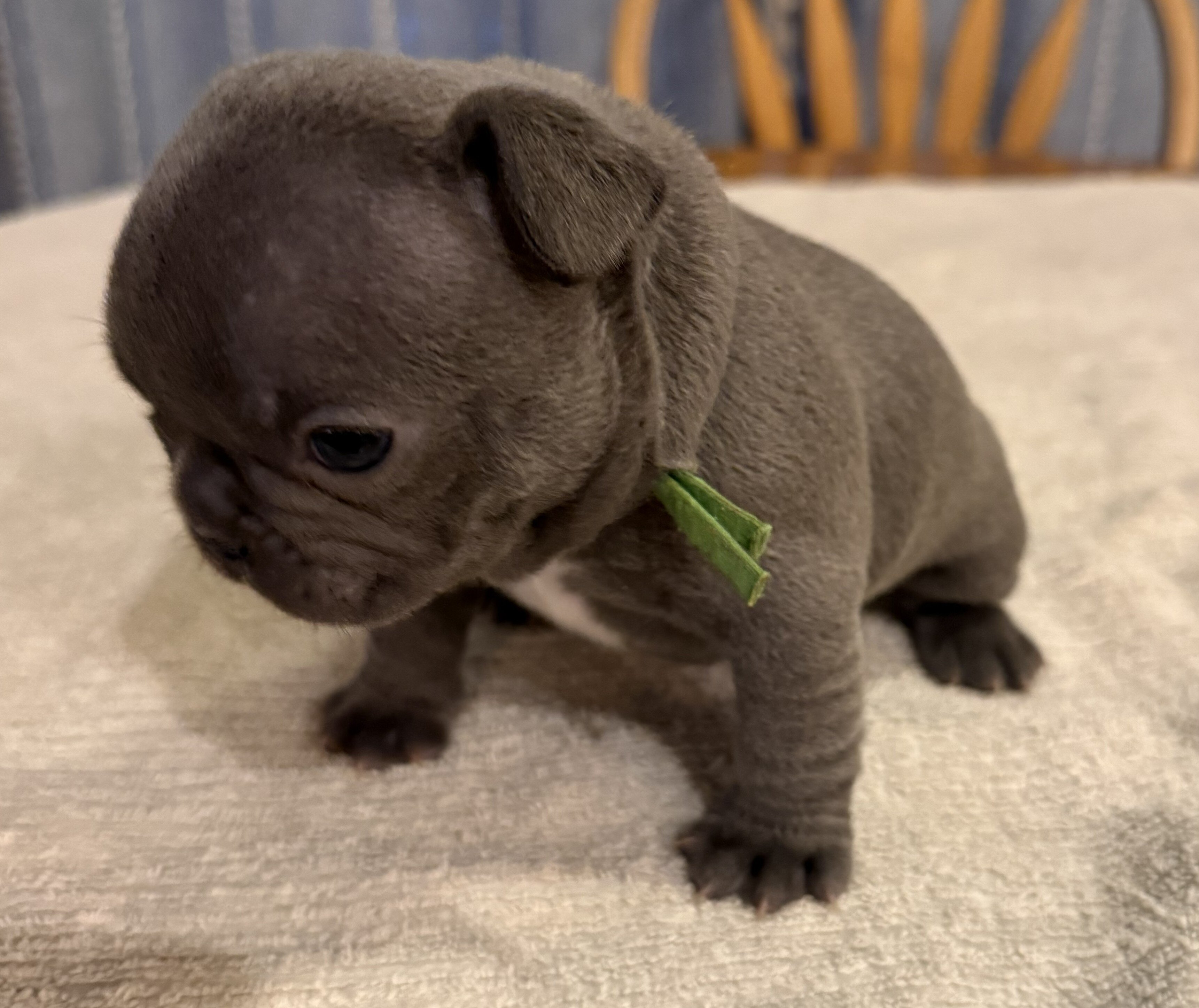 Female French Bull Dog - BLUEY image 3