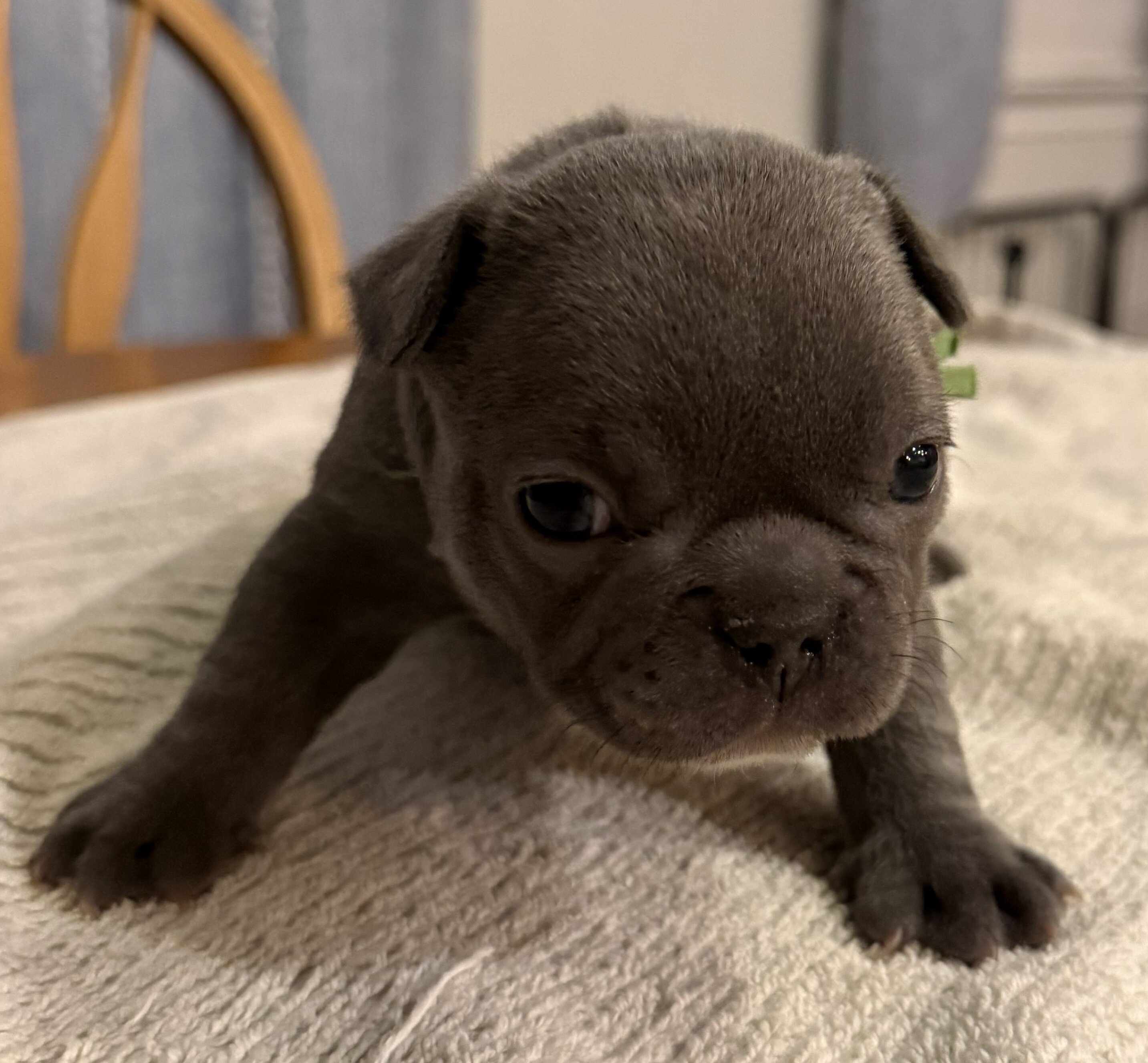 Female French Bull Dog - BLUEY image 4