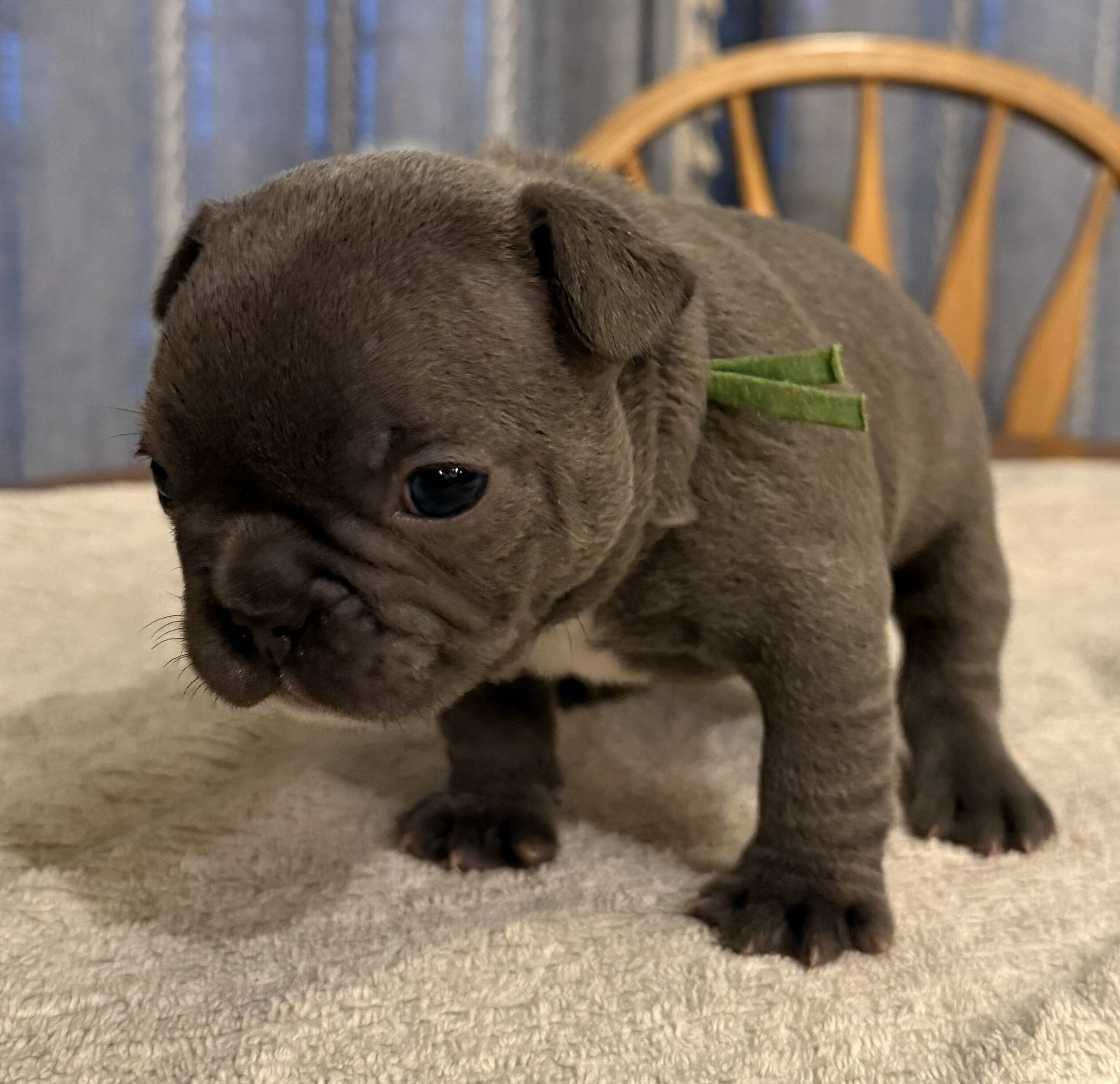 Female French Bull Dog - BLUEY image 5