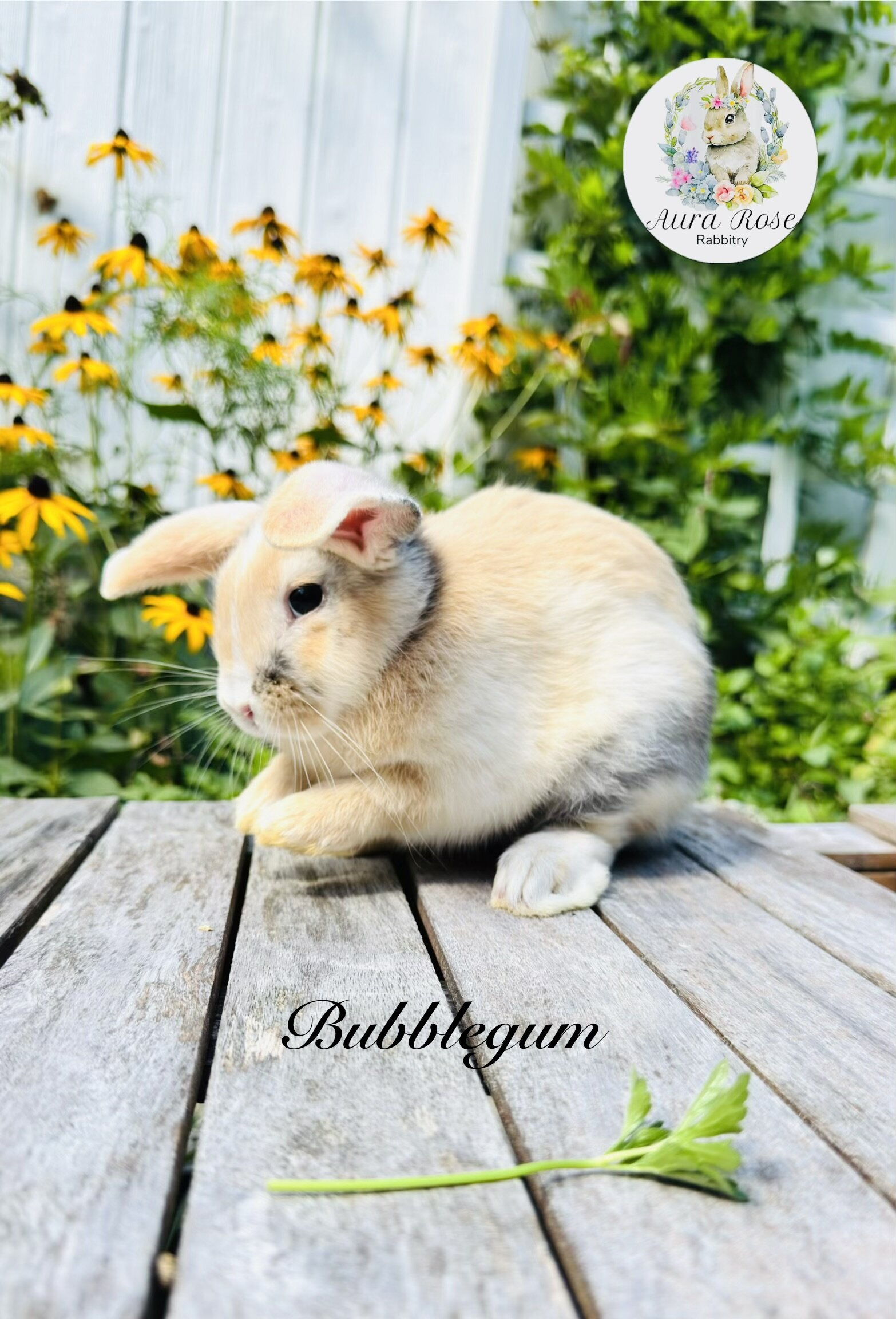 Mini lop image 2