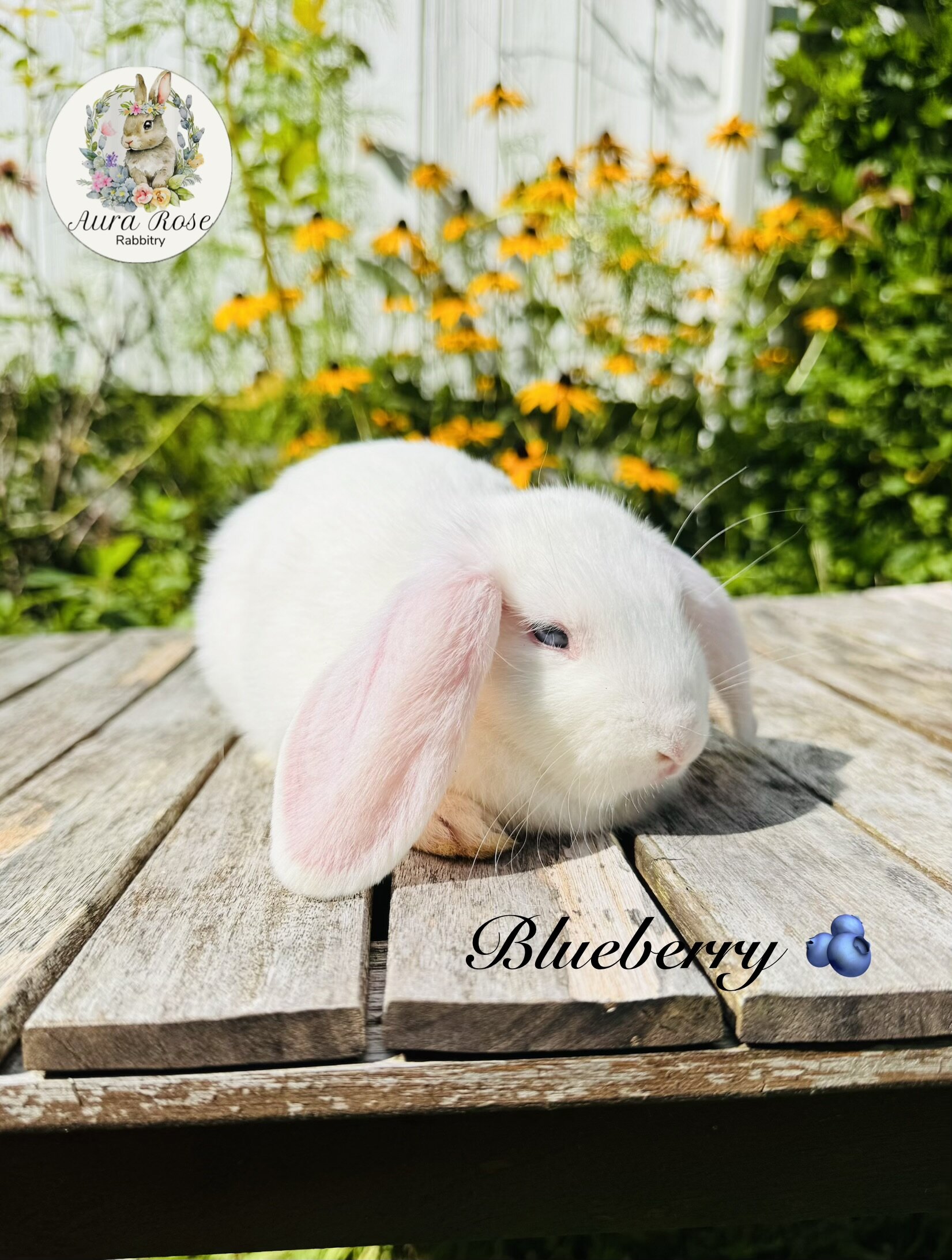 Mini lop image 3