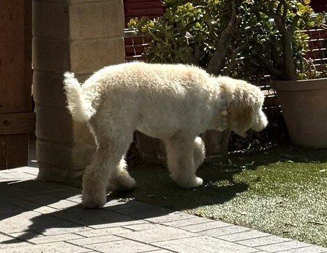 Puppy image 6
