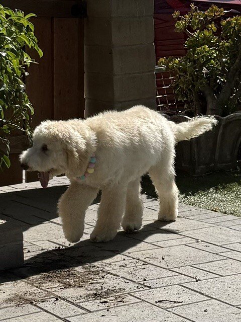 Puppy image 3