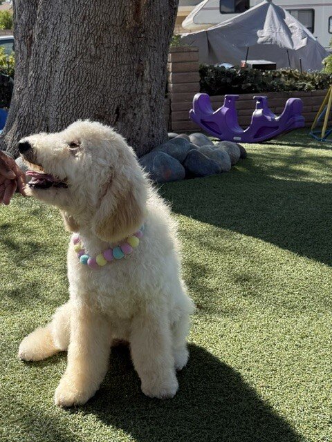 Puppy image 4