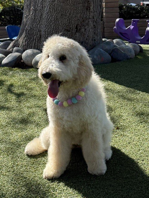 Puppy image 1