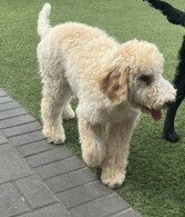 Puppy image 2