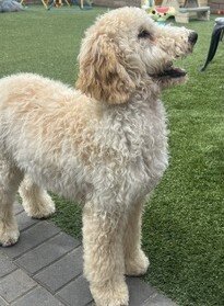 Puppy image 7