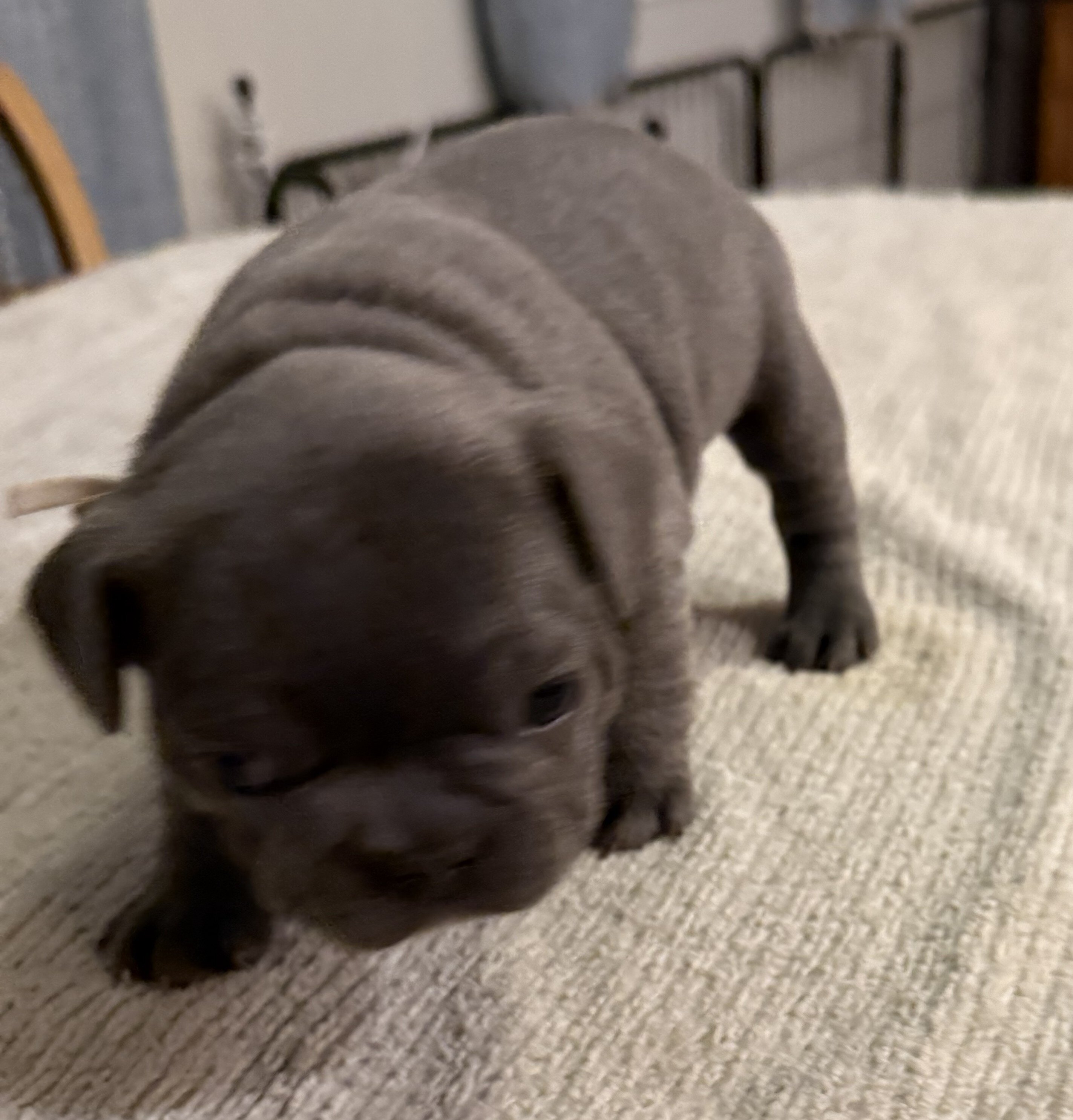 Male French Bull Dog - RUSTY image 1