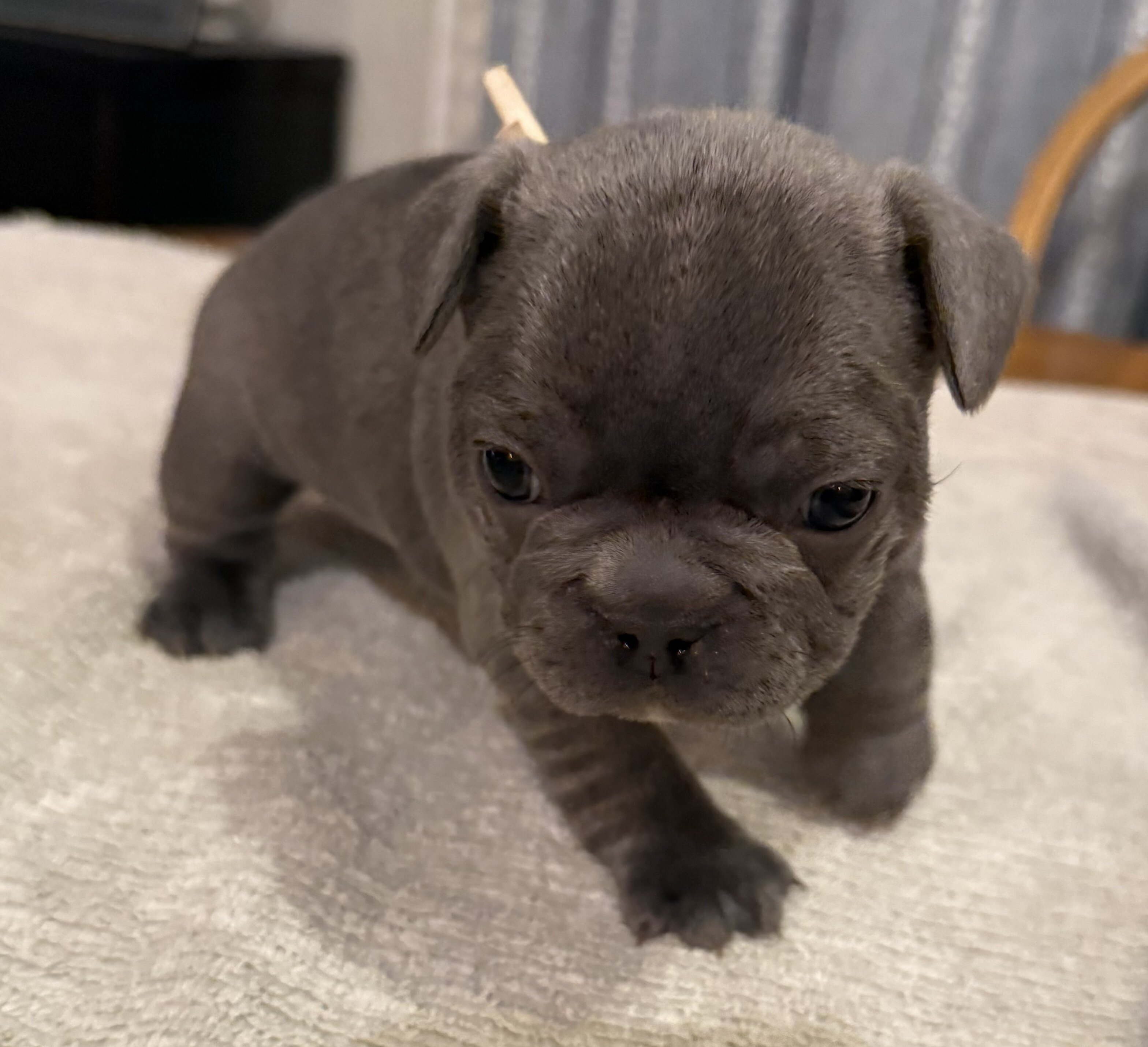 Male French Bull Dog - RUSTY image 10