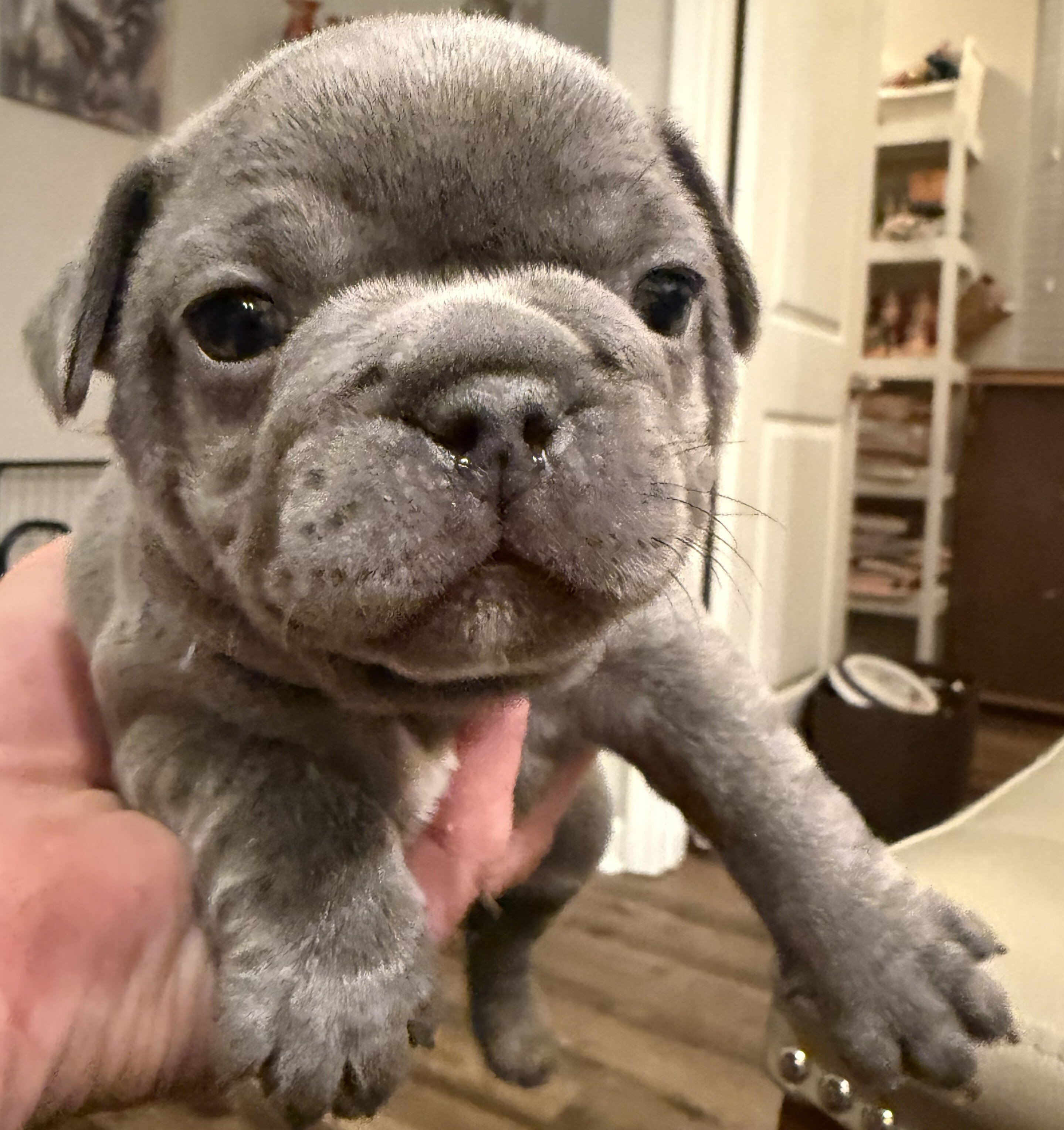Male French Bull Dog - RUSTY image 2