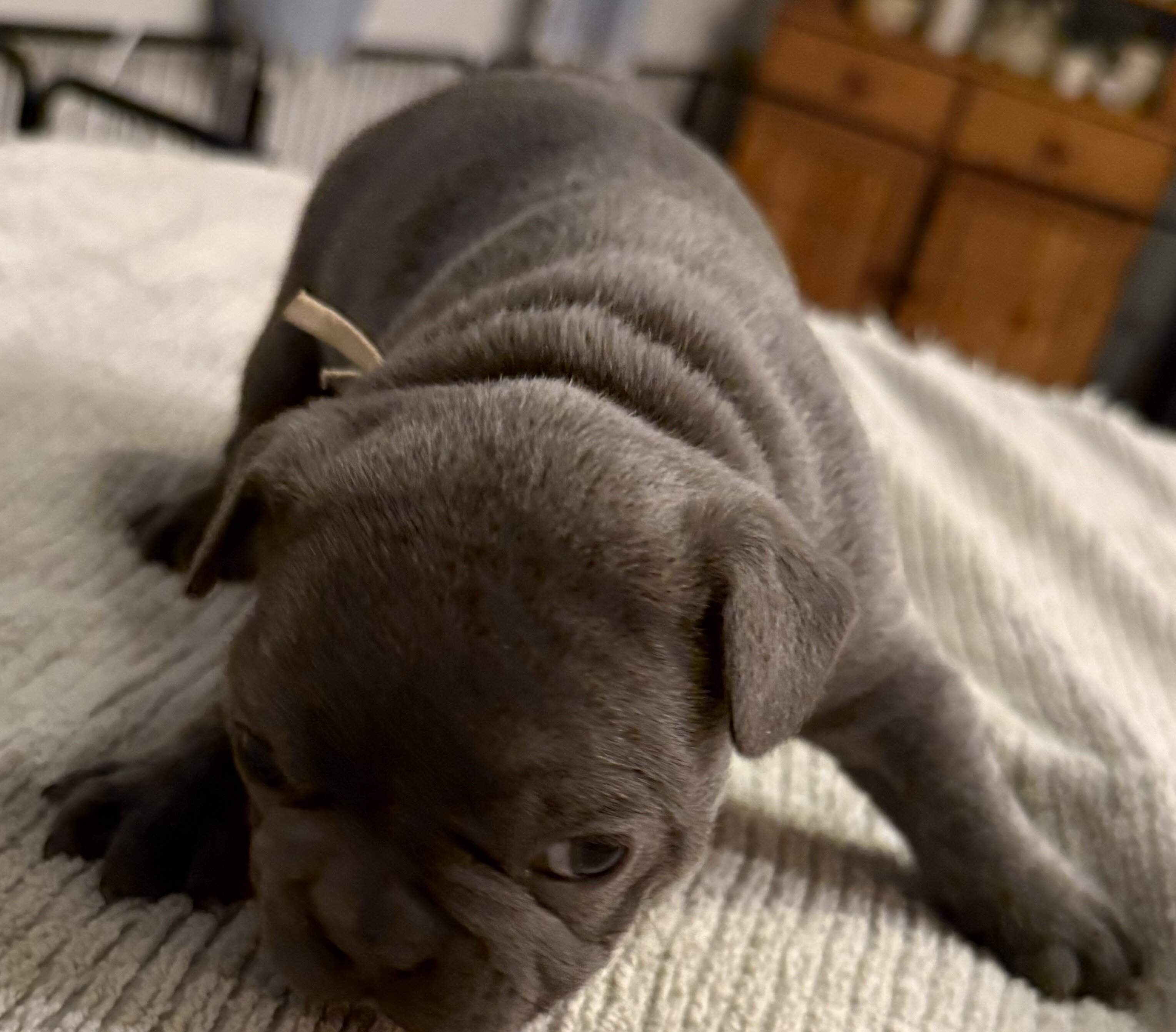 Male French Bull Dog - RUSTY image 3