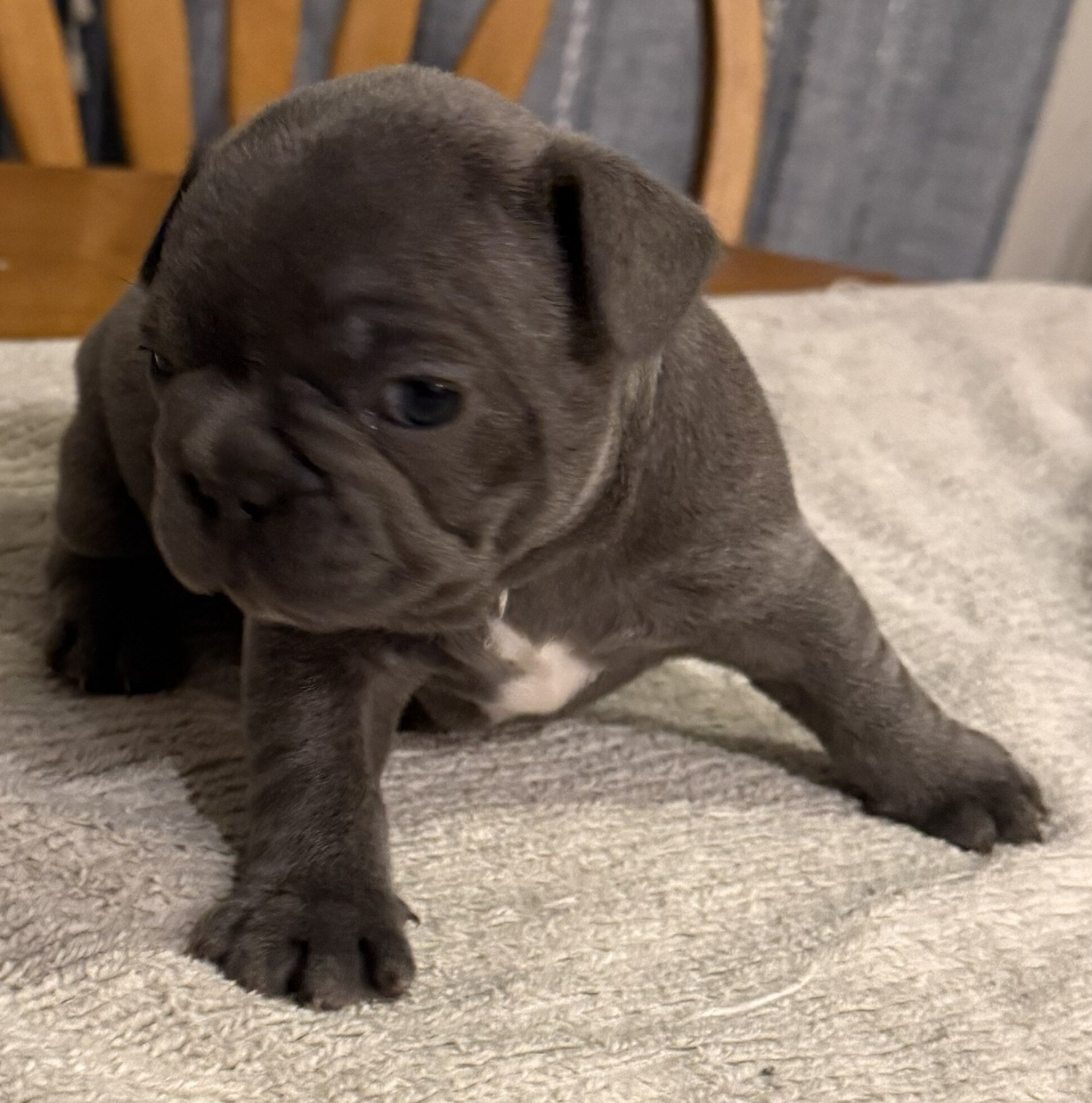 Male French Bull Dog - RUSTY image 4