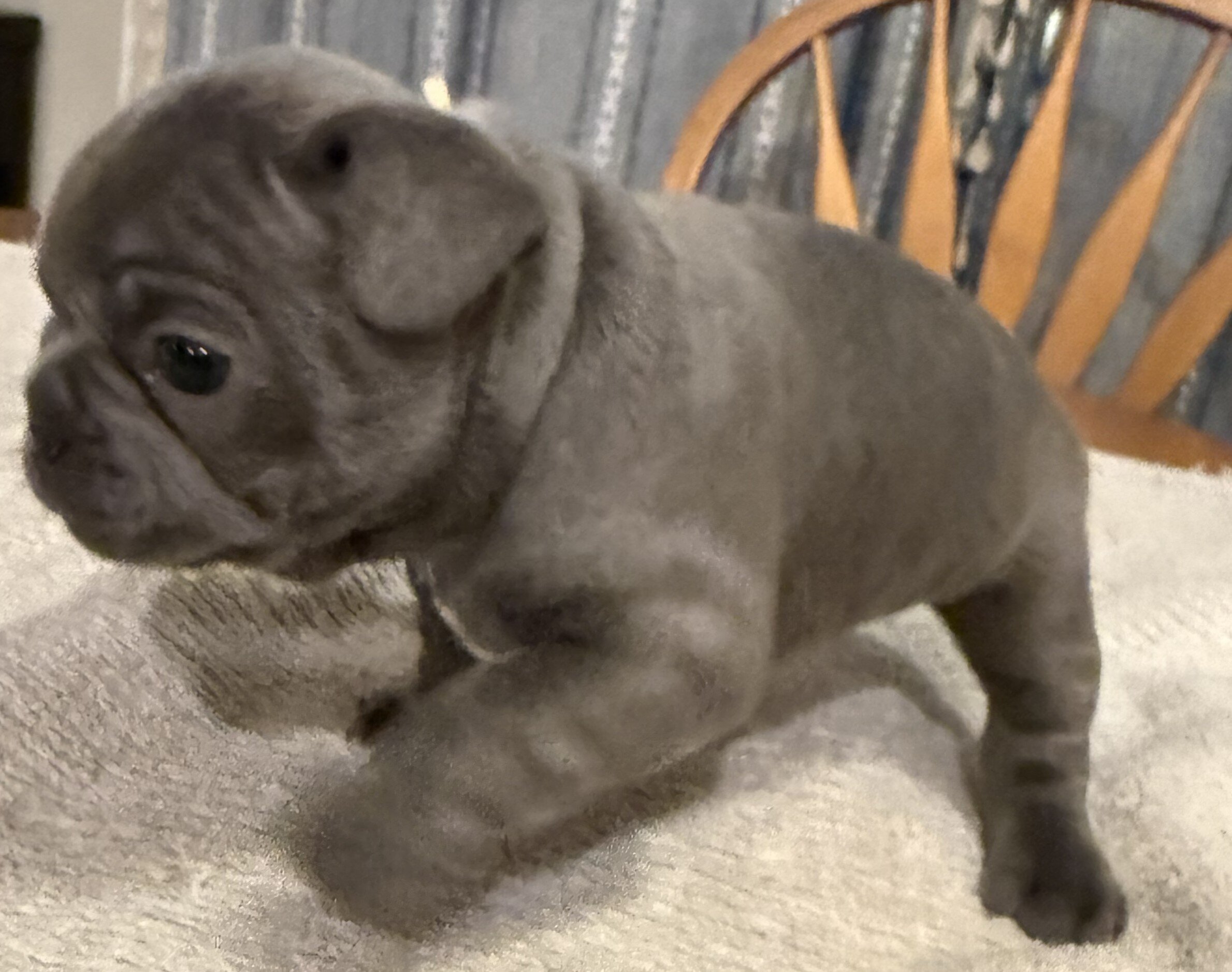 Male French Bull Dog - RUSTY image 6
