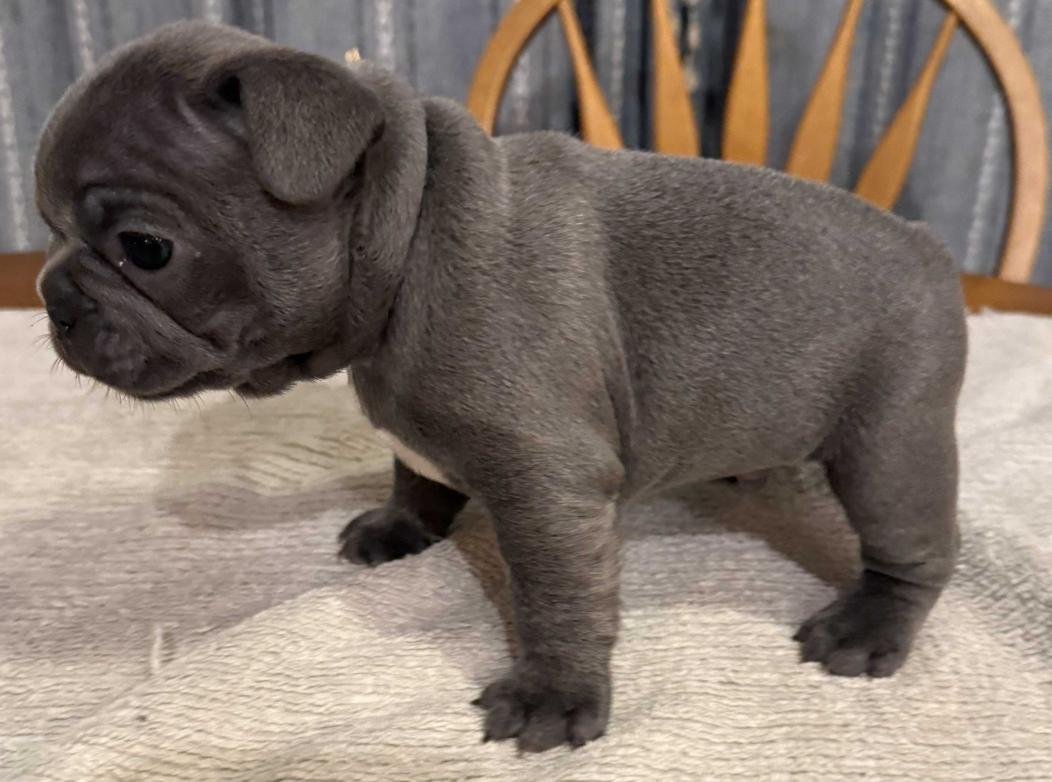 Male French Bull Dog - RUSTY image 7