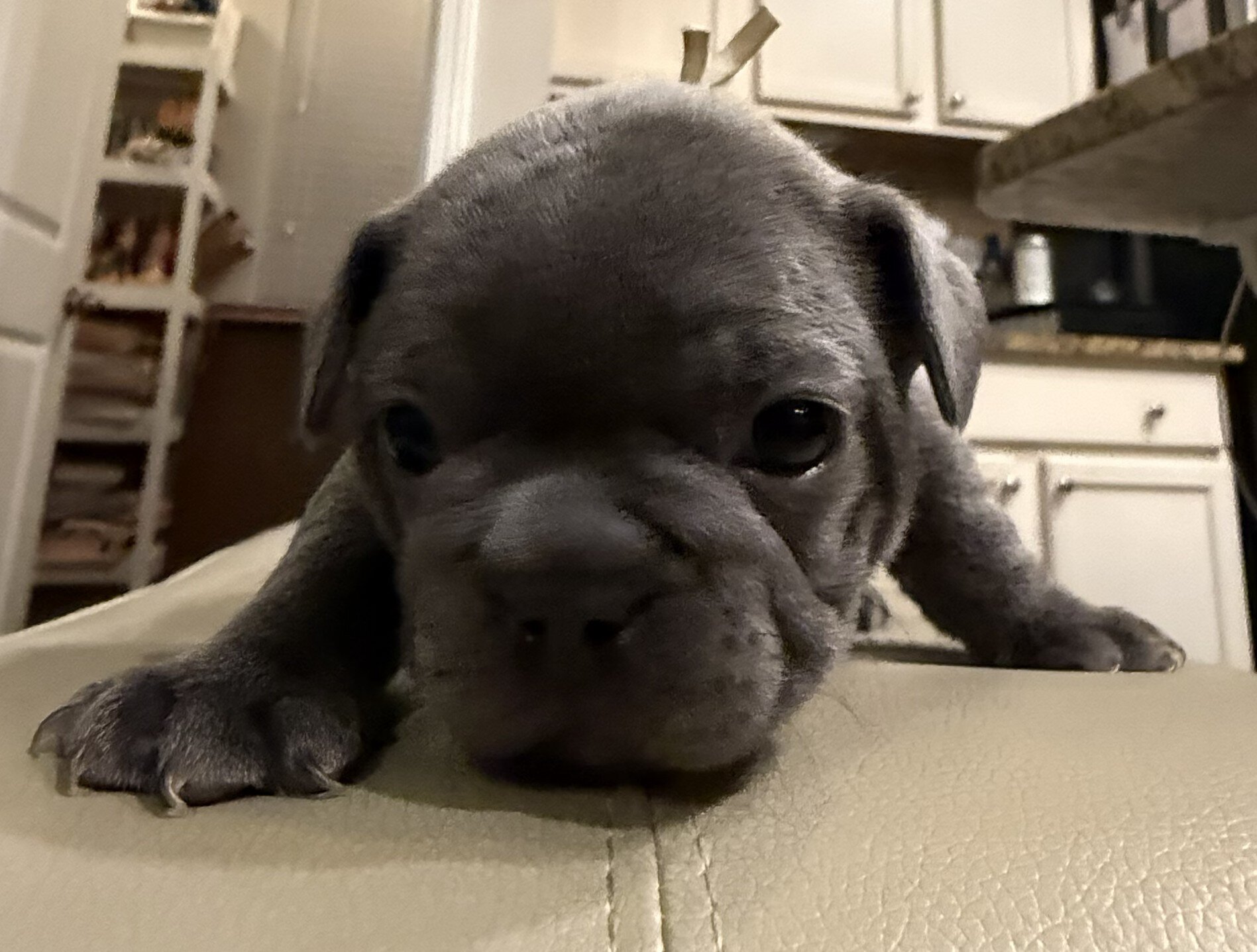 Male French Bull Dog - RUSTY image 8