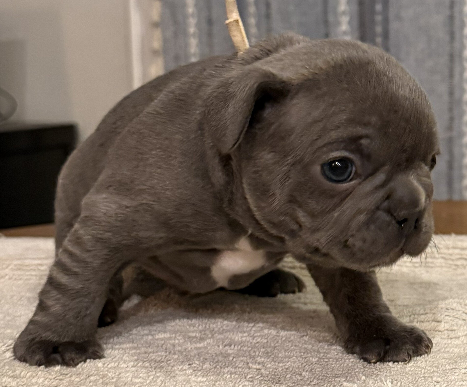 Male French Bull Dog - RUSTY image 9