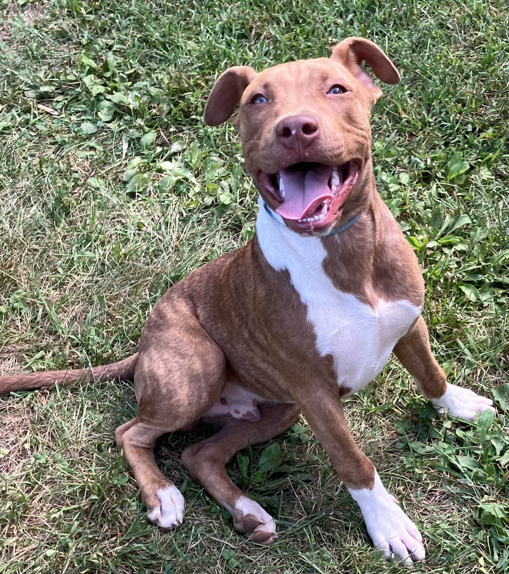 Young pitbull pup image 1