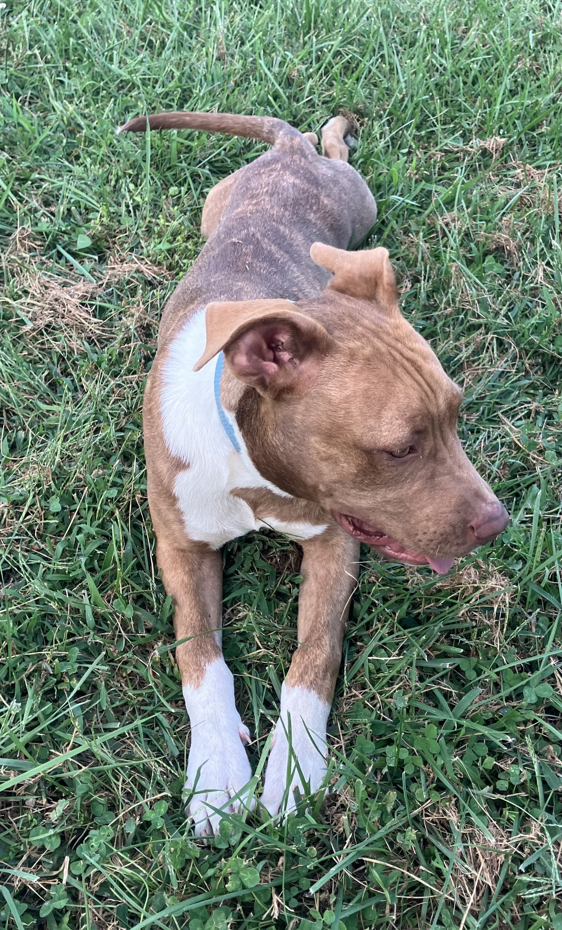 Young pitbull pup image 2