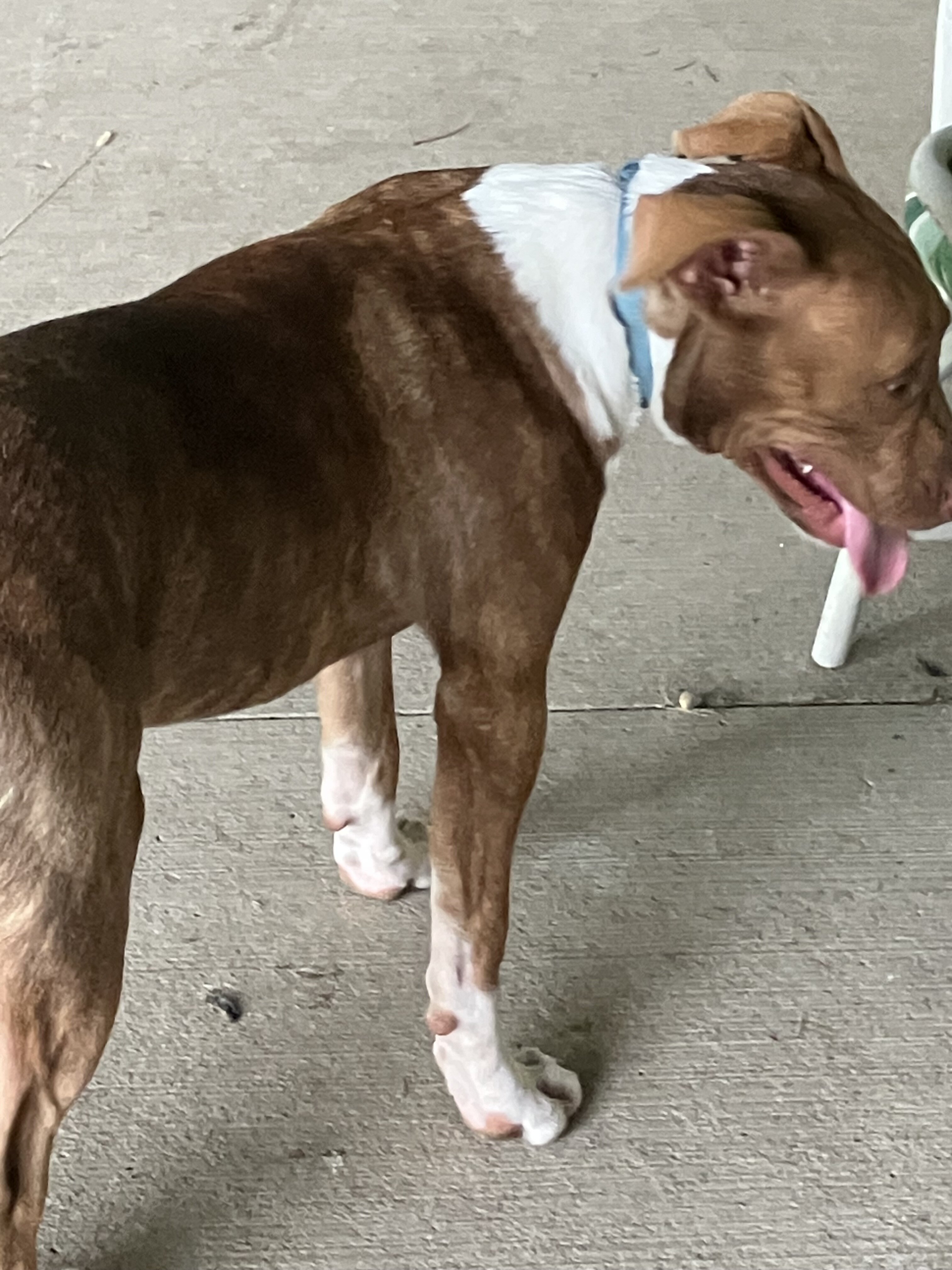 Young pitbull pup image 3
