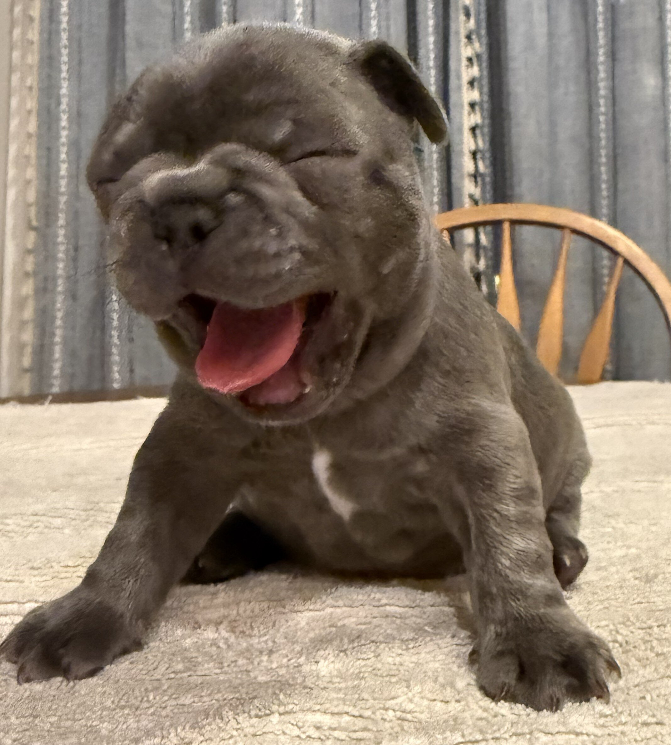 Male French Bulldog - Buddy image 1
