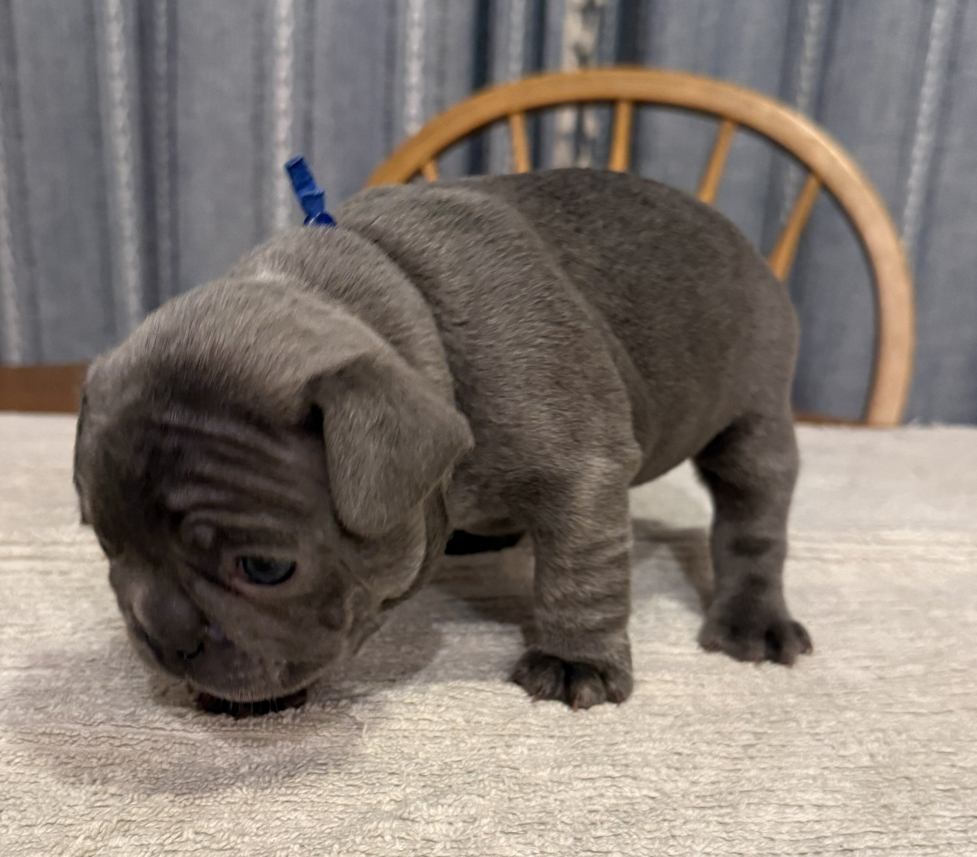 Male French Bulldog - Buddy image 10