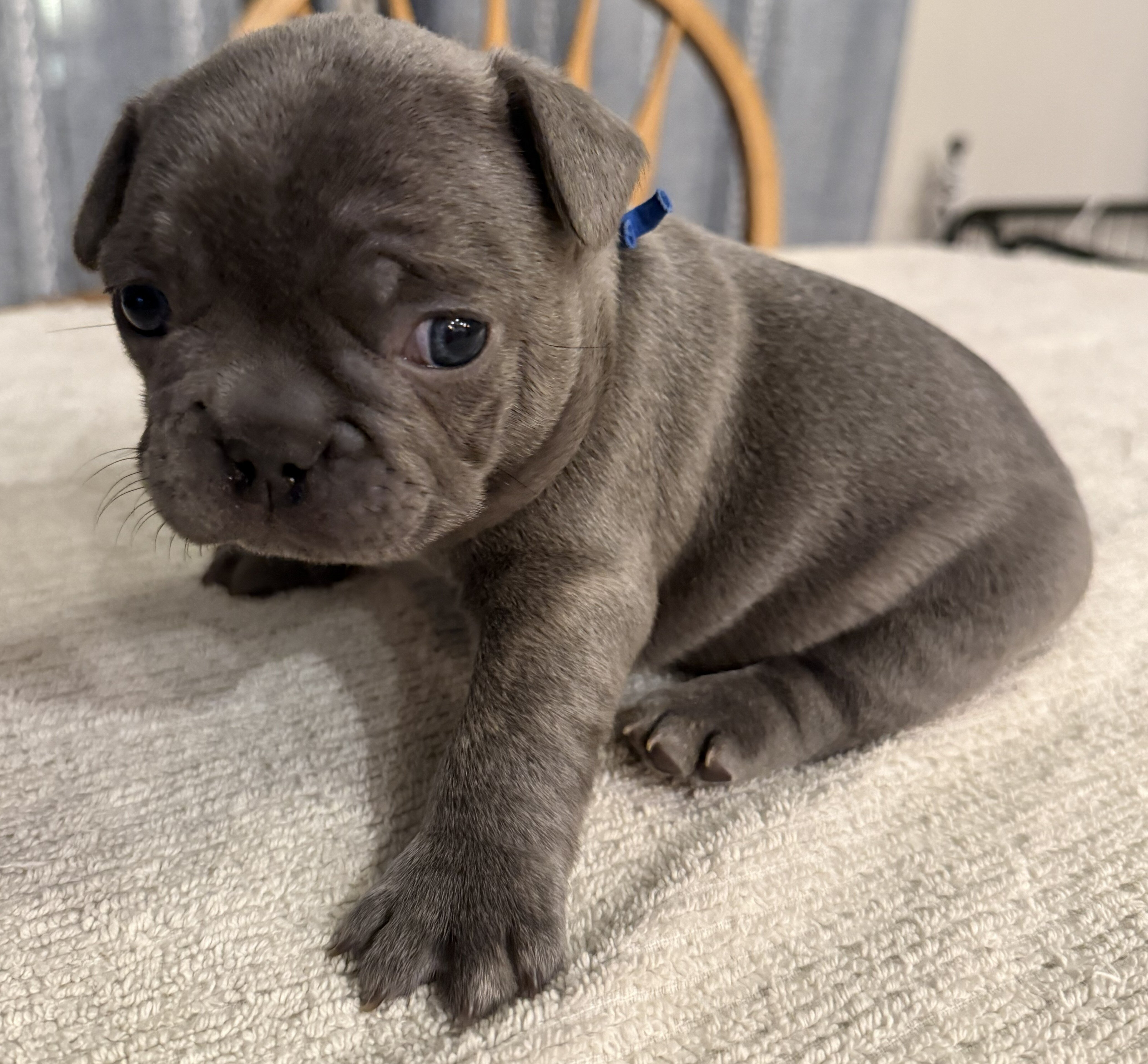 Male French Bulldog - Buddy image 2