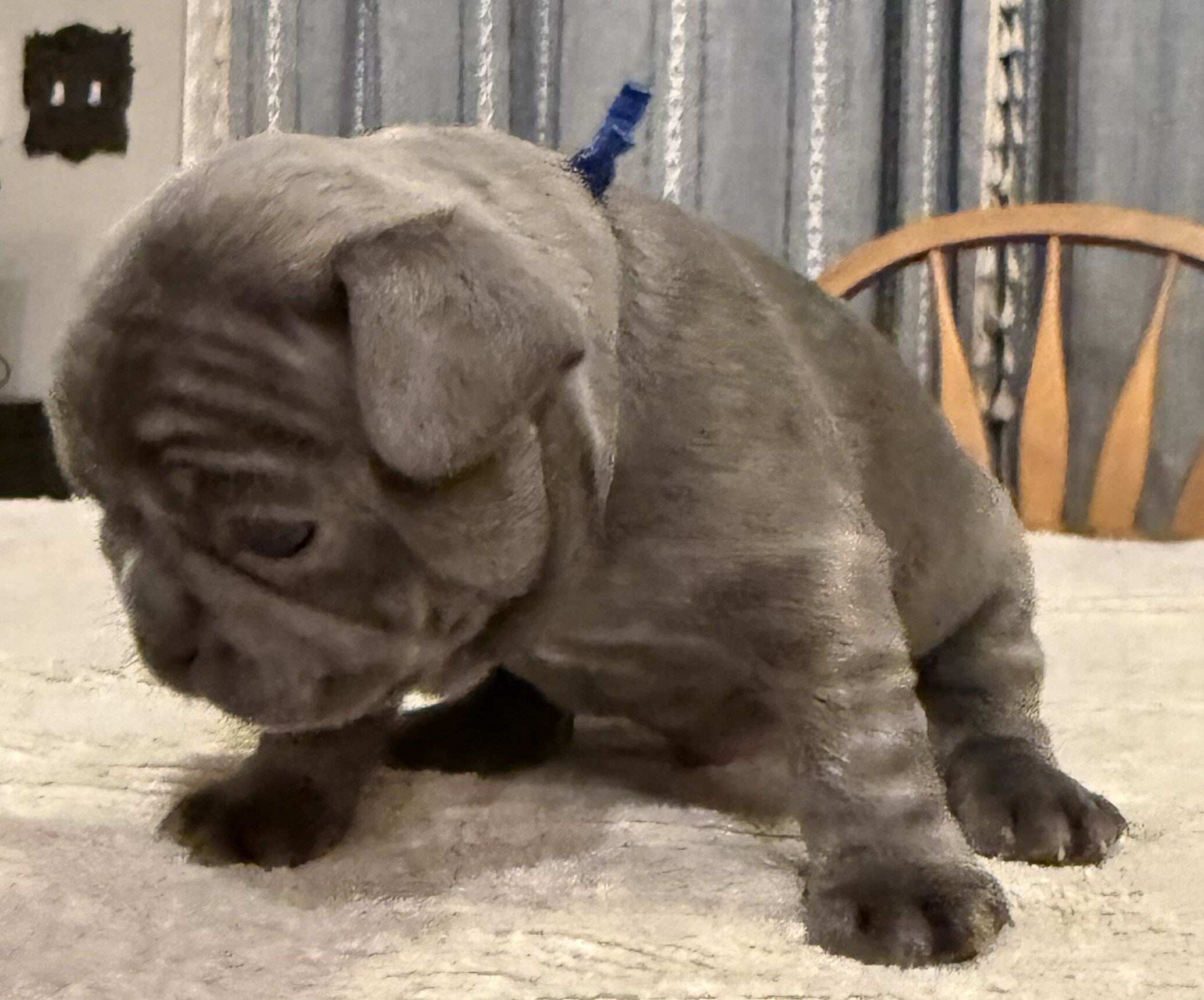 Male French Bulldog - Buddy image 3