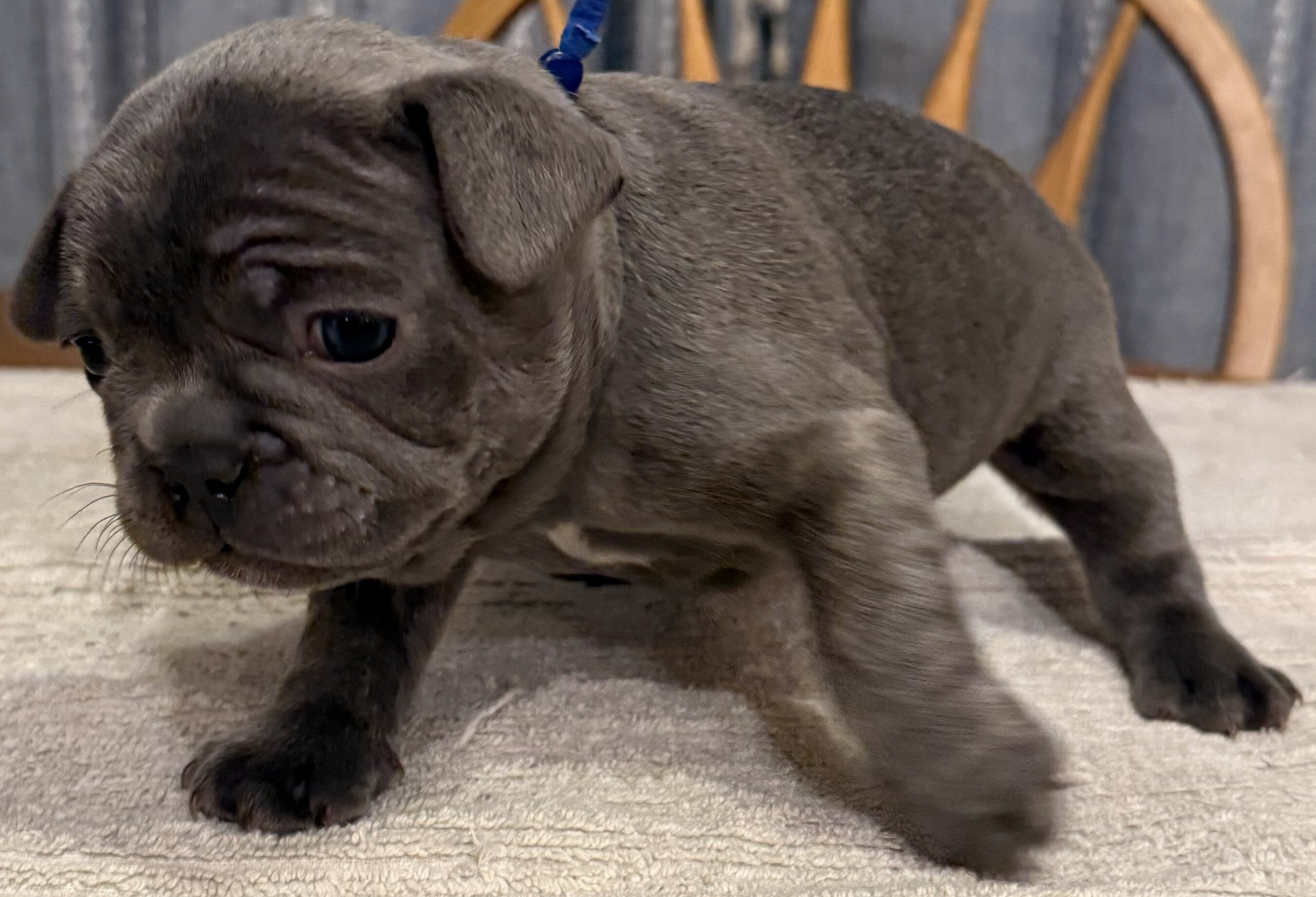 Male French Bulldog - Buddy image 4
