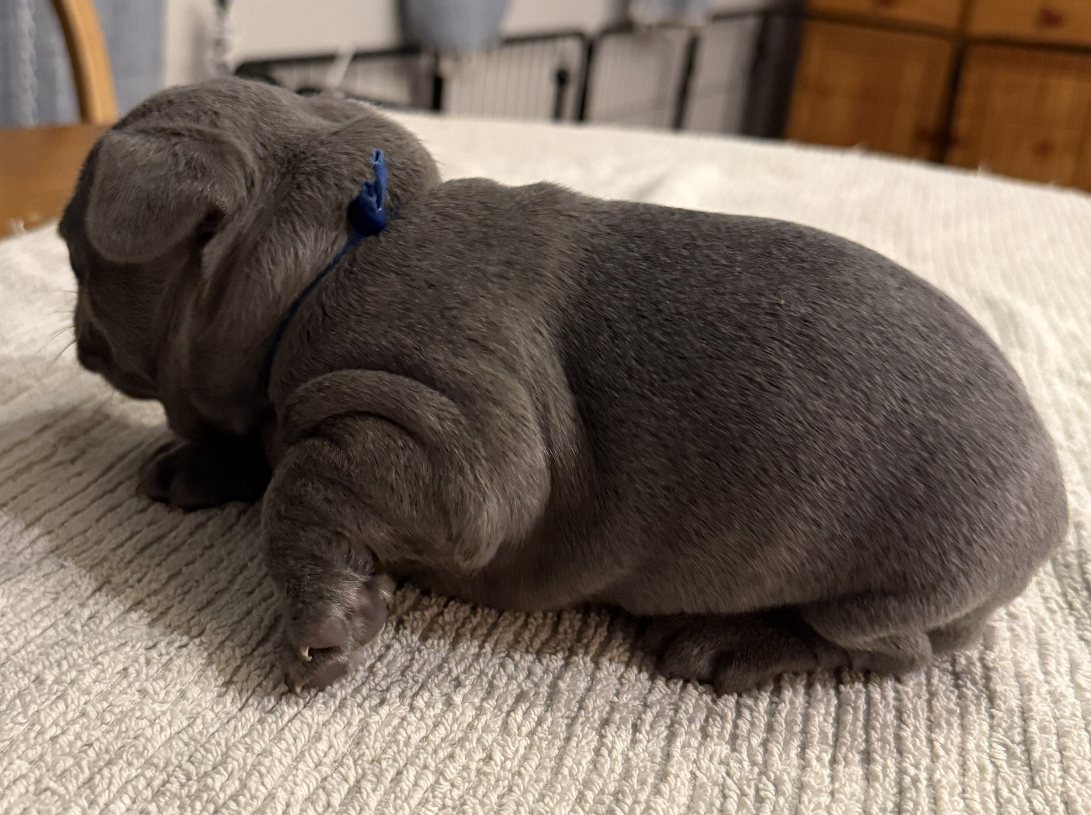 Male French Bulldog - Buddy image 5