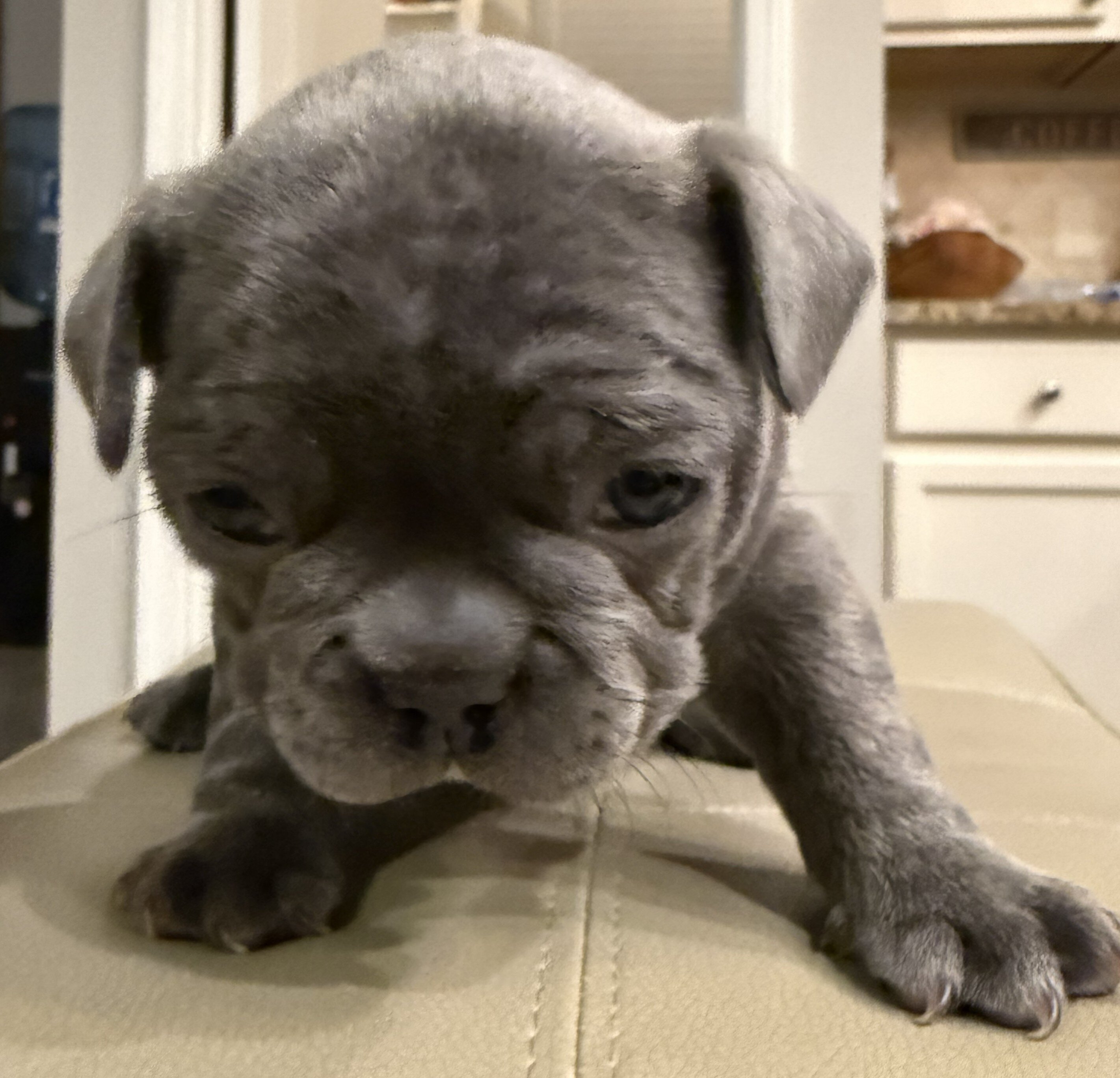 Male French Bulldog - Buddy image 6