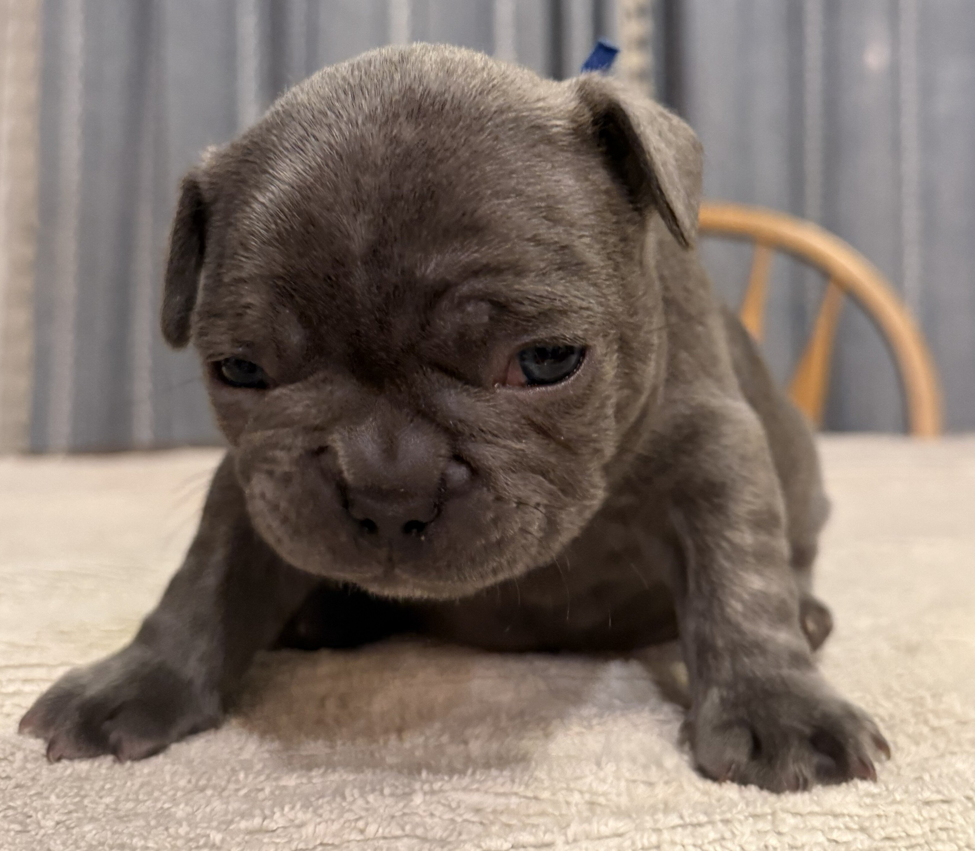 Male French Bulldog - Buddy image 7