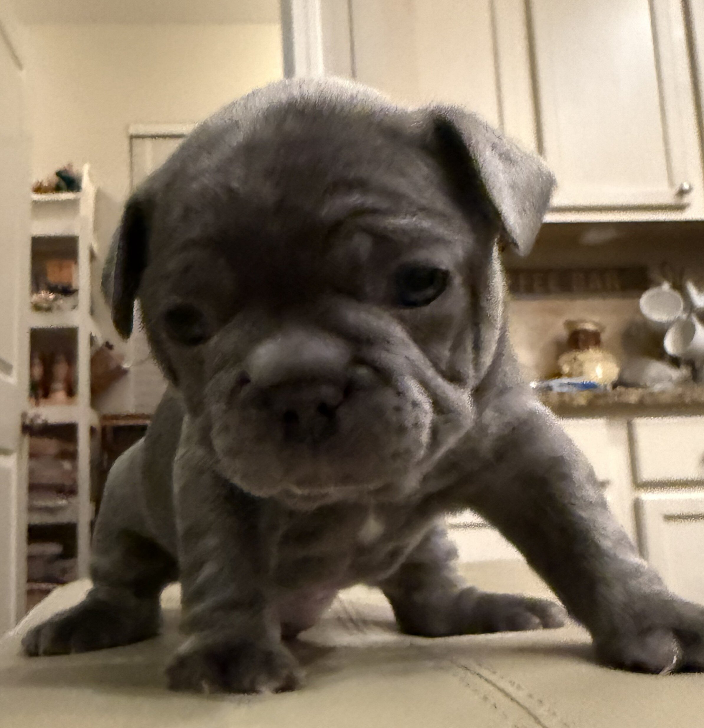 Male French Bulldog - Buddy image 8