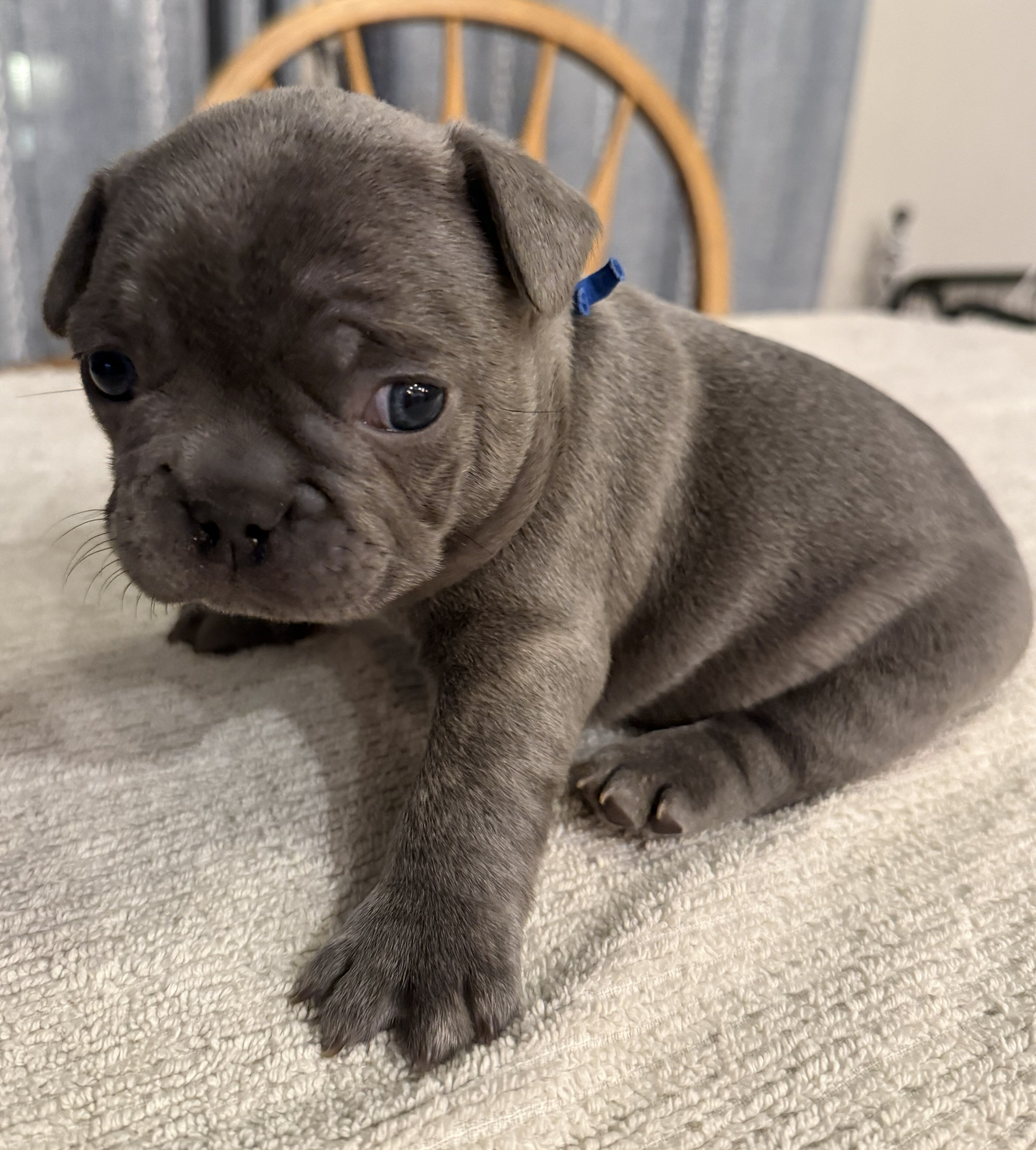 Male French Bulldog - Buddy image 9