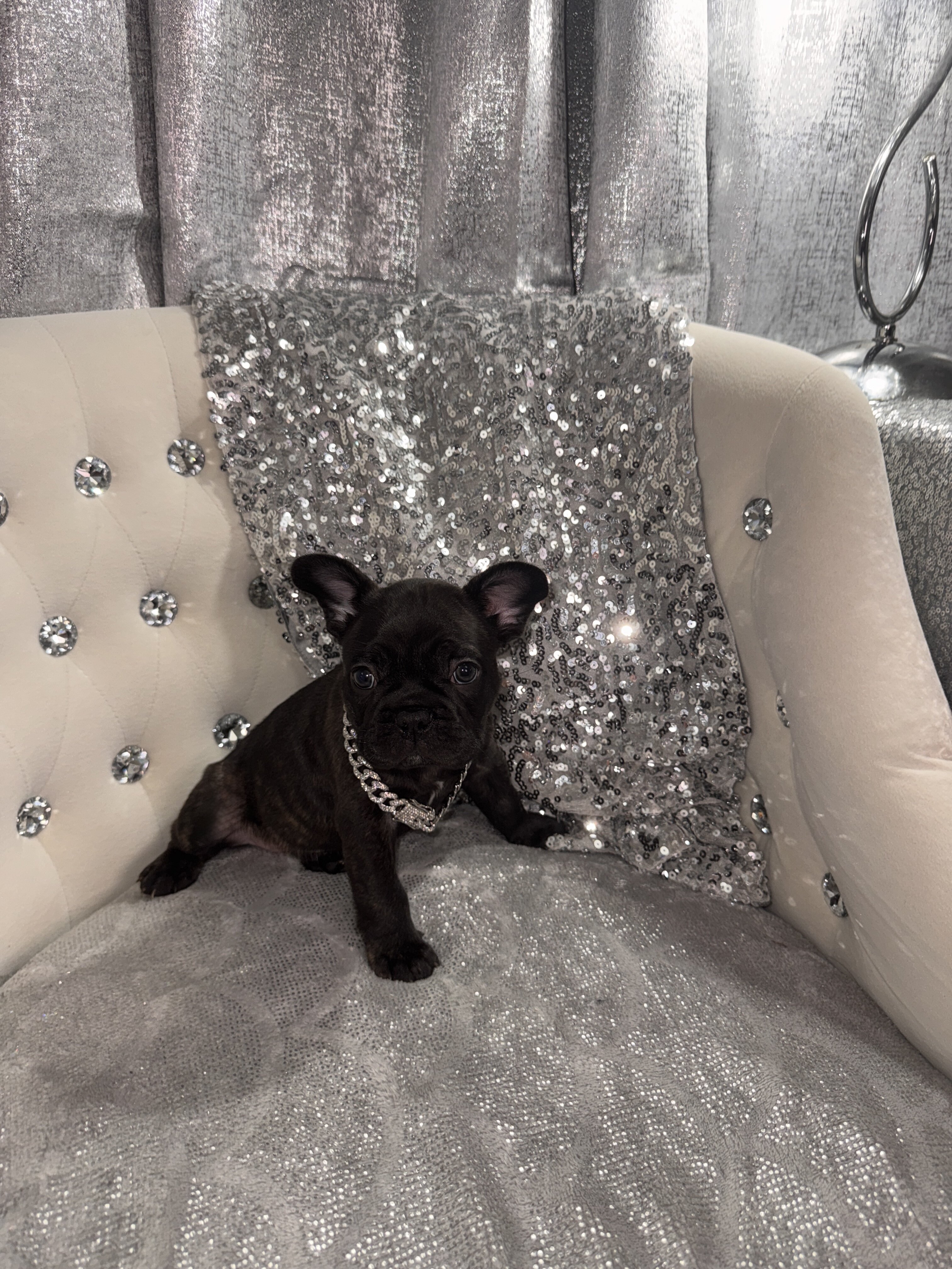 French Bulldogs image 4