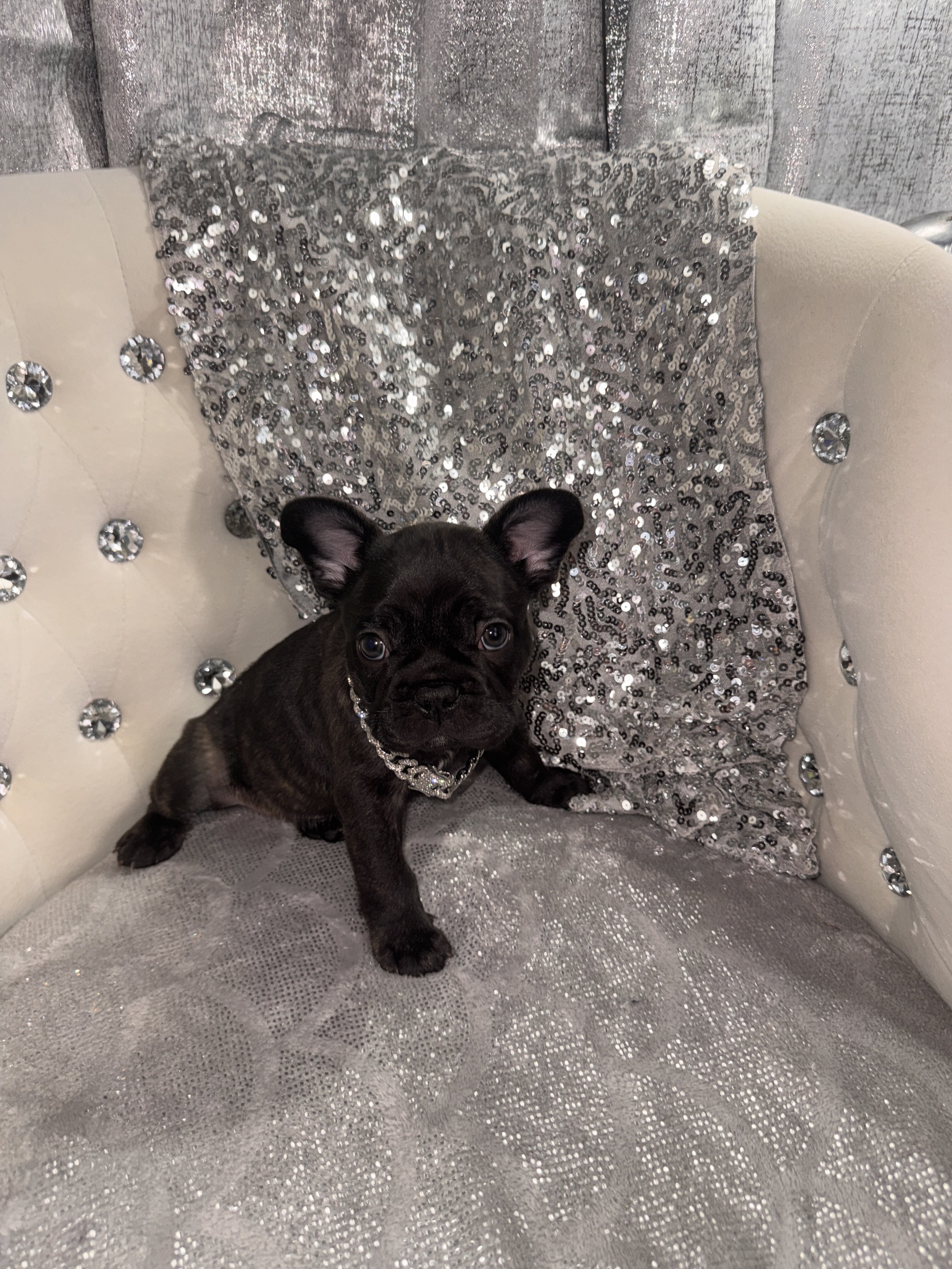 French Bulldogs image 3
