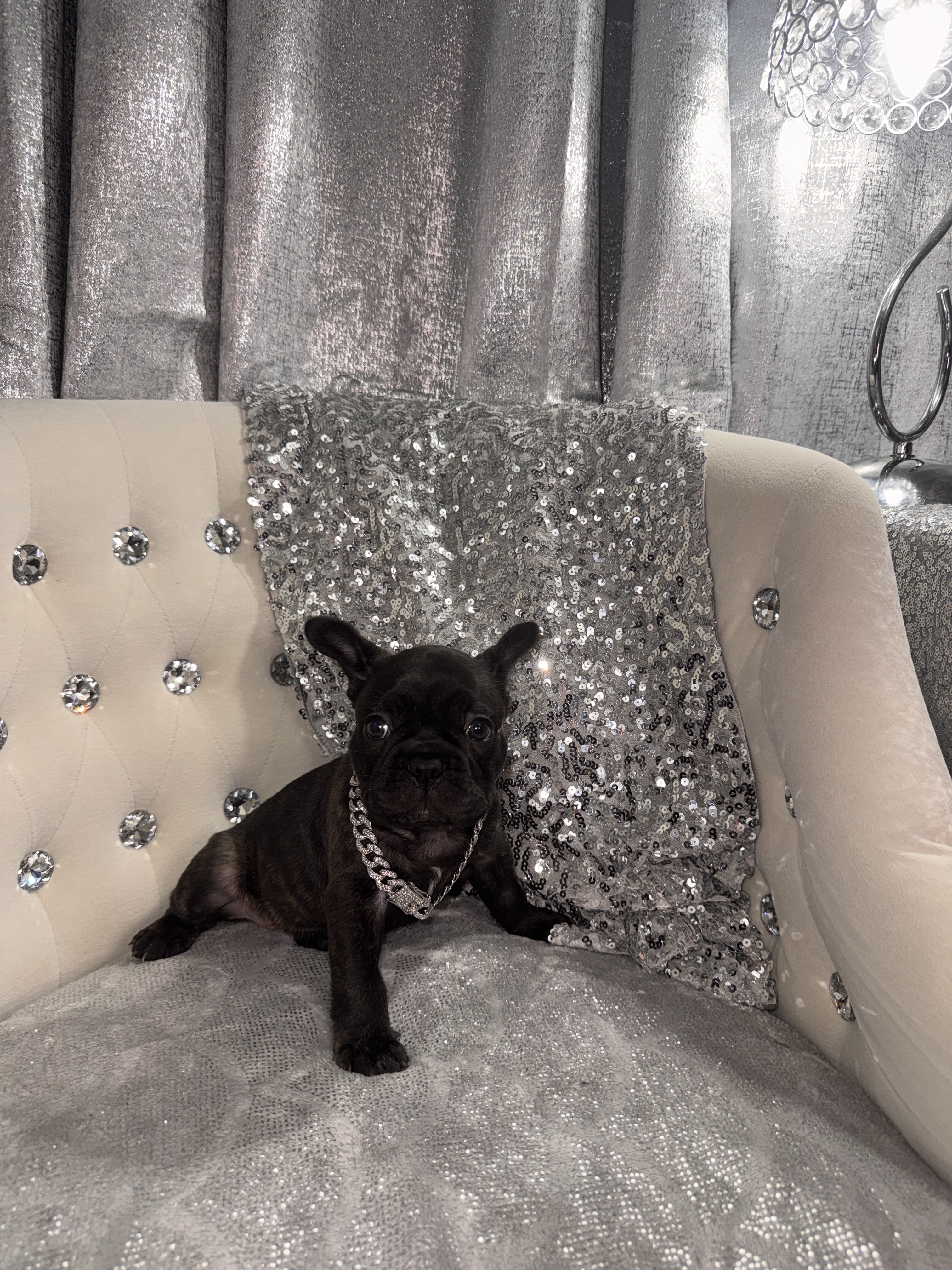 French Bulldogs image 2