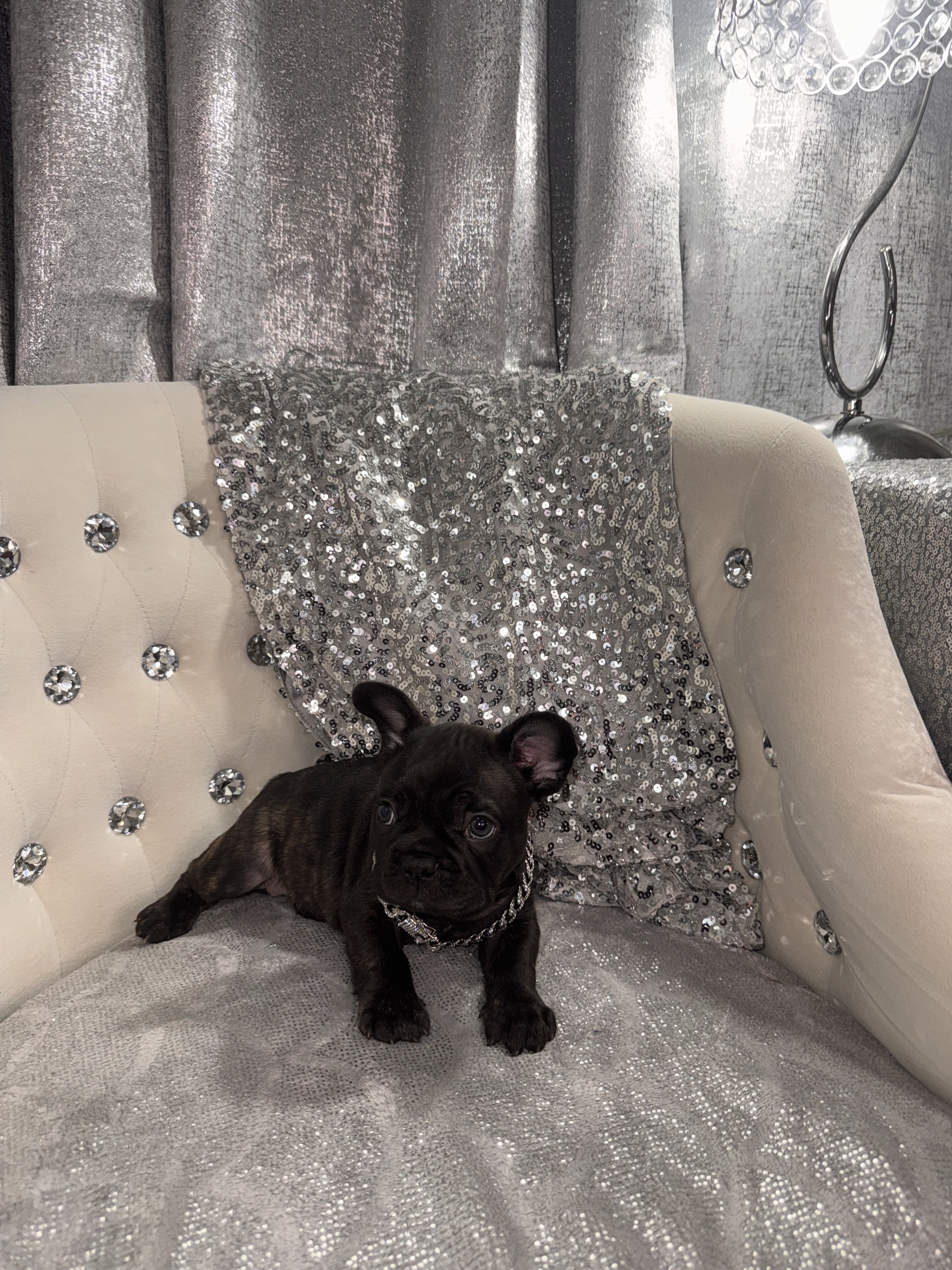 French Bulldogs image 1