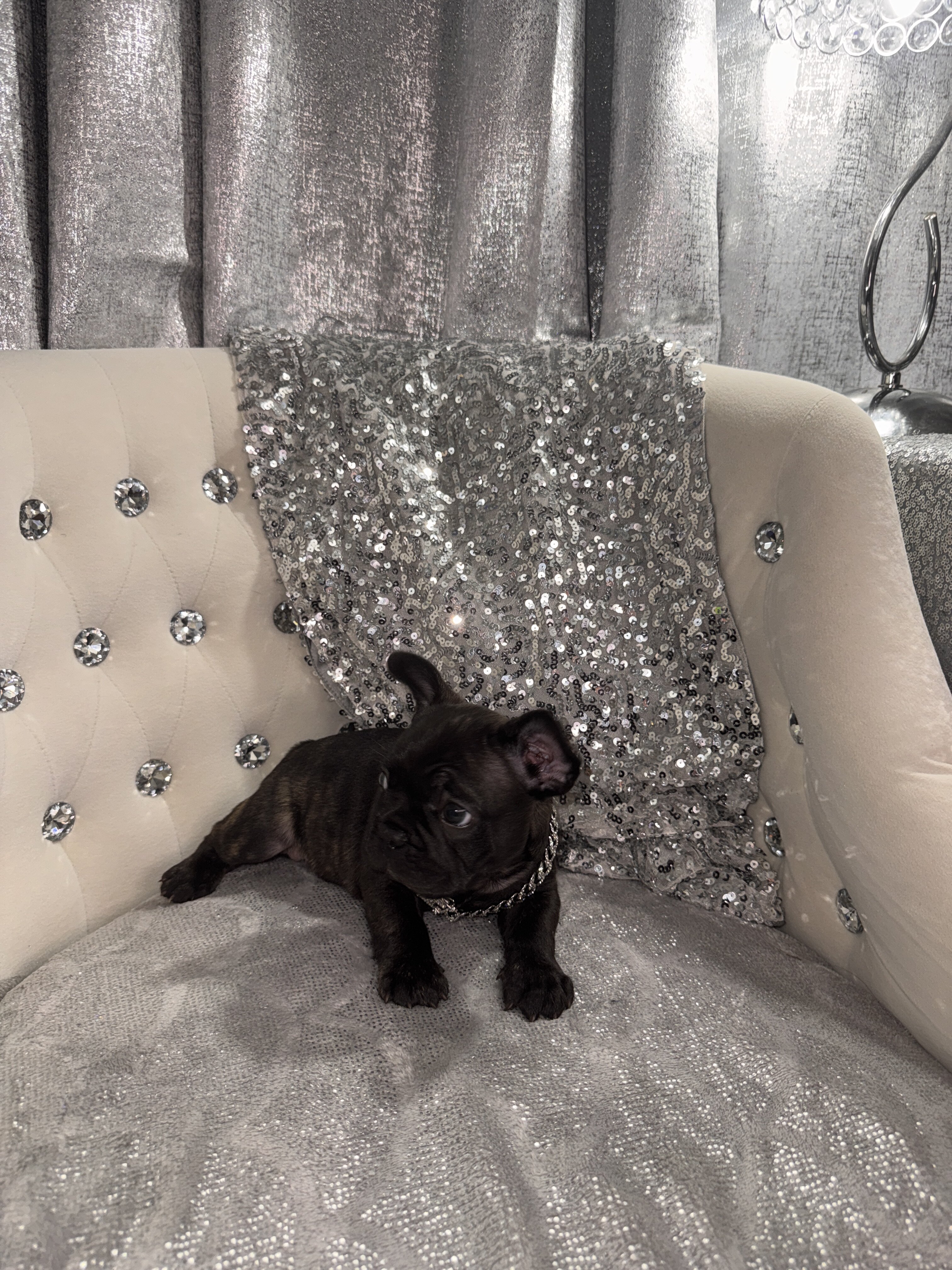 French Bulldogs image 6