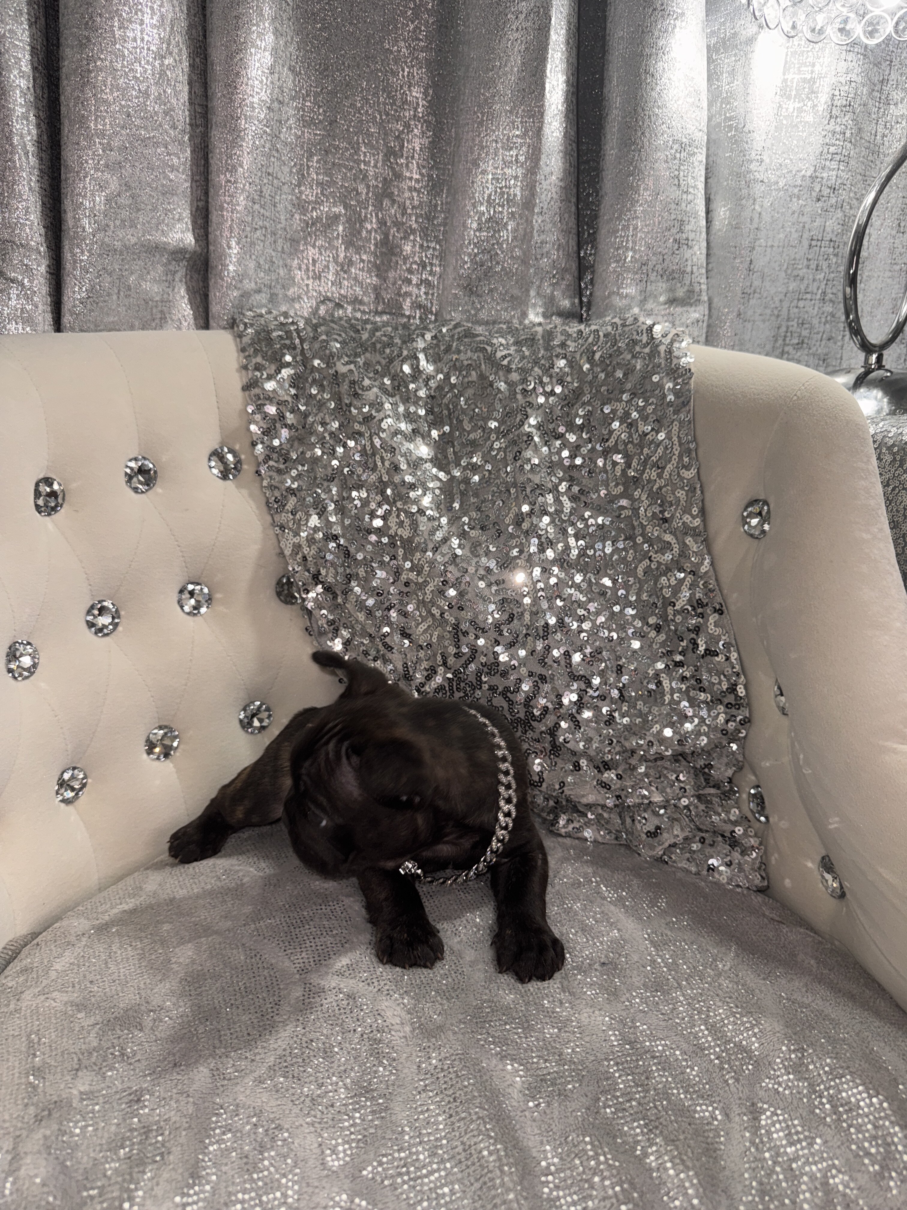 French Bulldogs image 5
