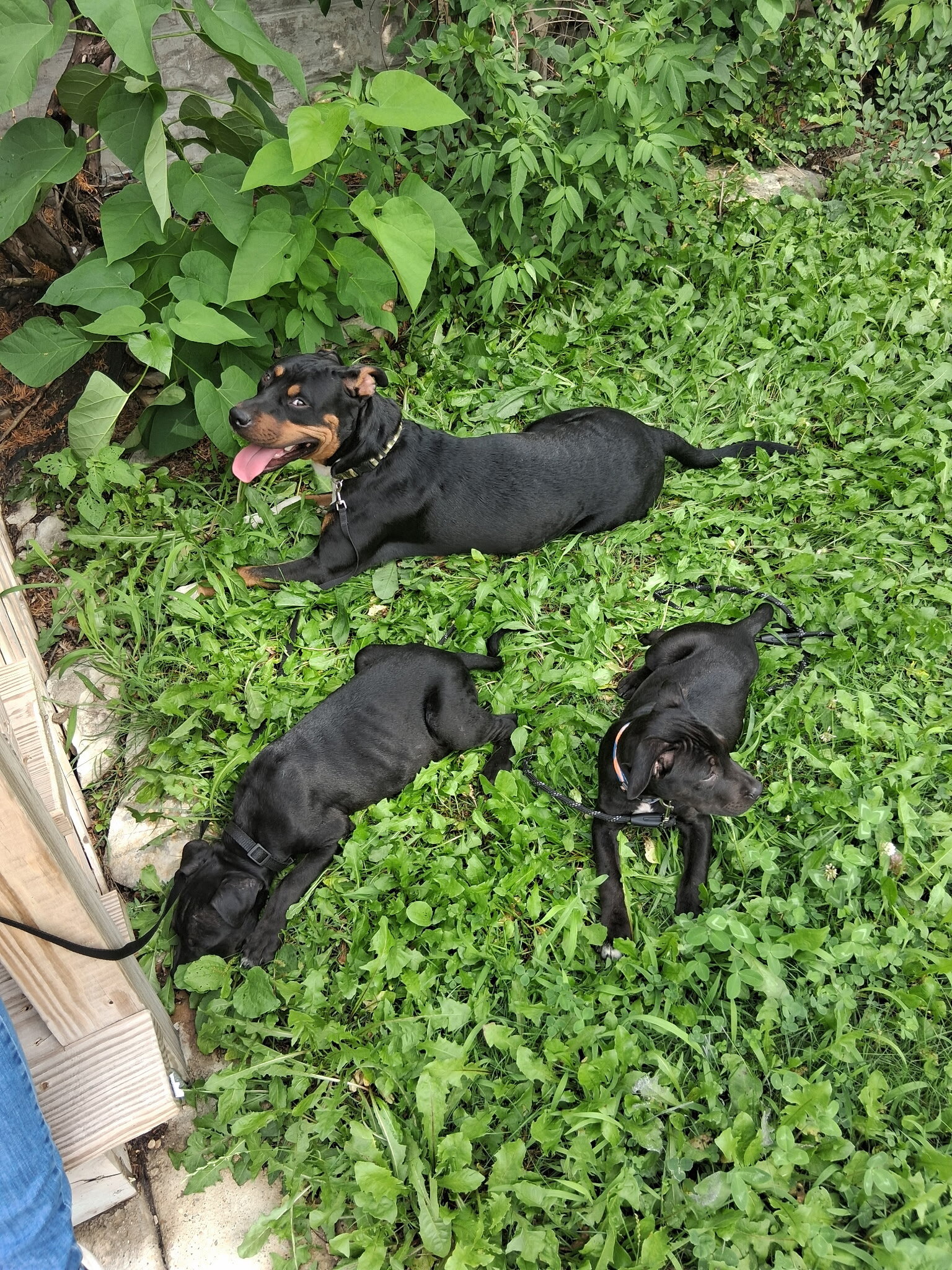 Puppies image 2